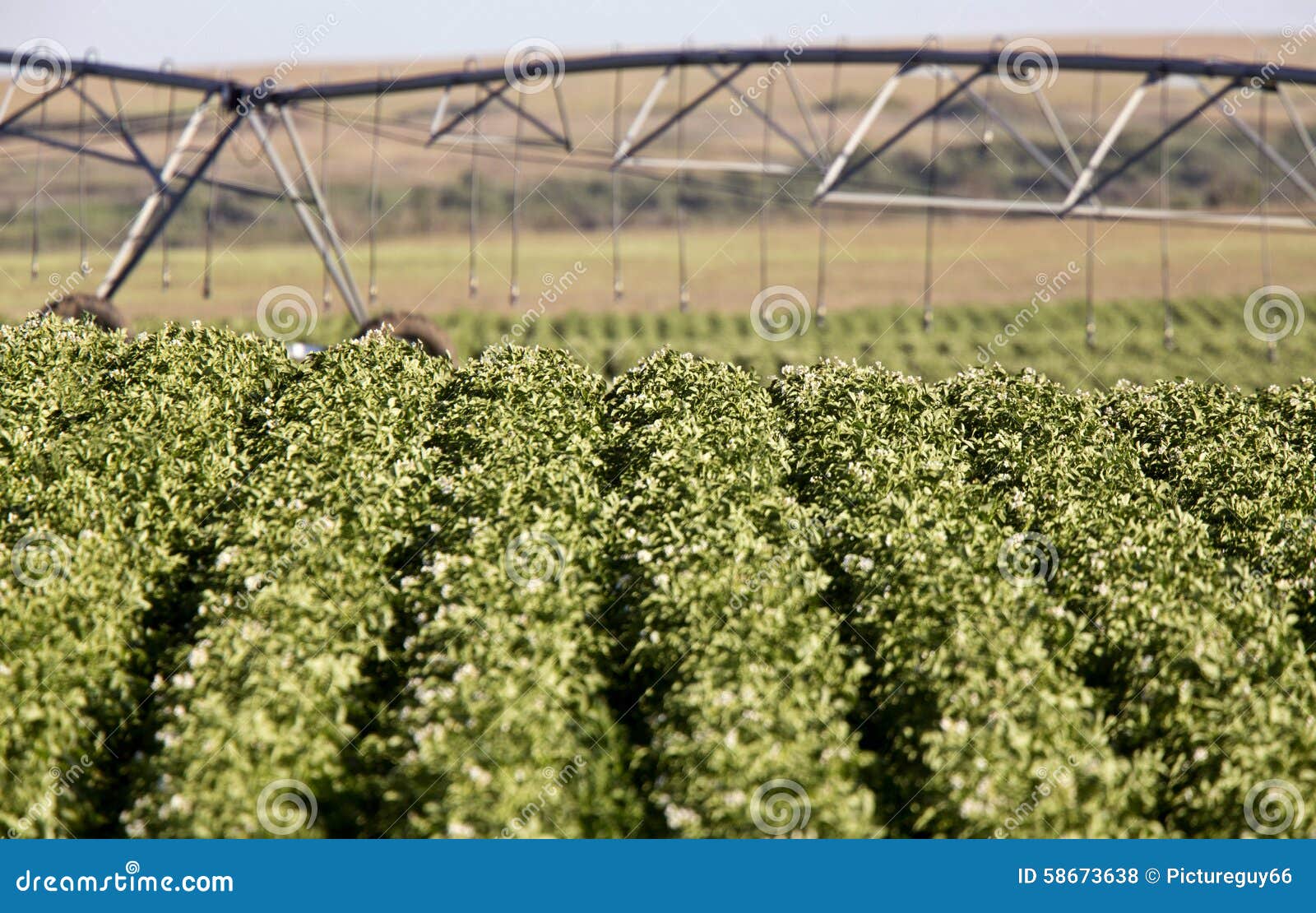 Potato Crop Row stock photo. Image of vegetable, summer 58673638