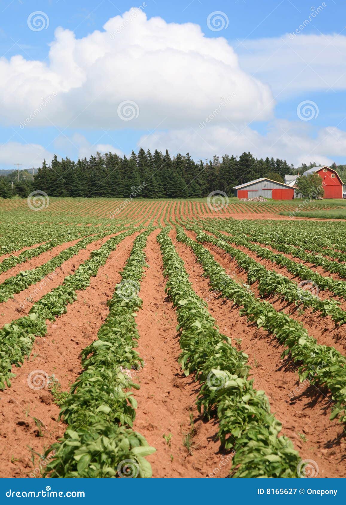 Potato Farm stock image. Image of agriculture, plant, country 8165627