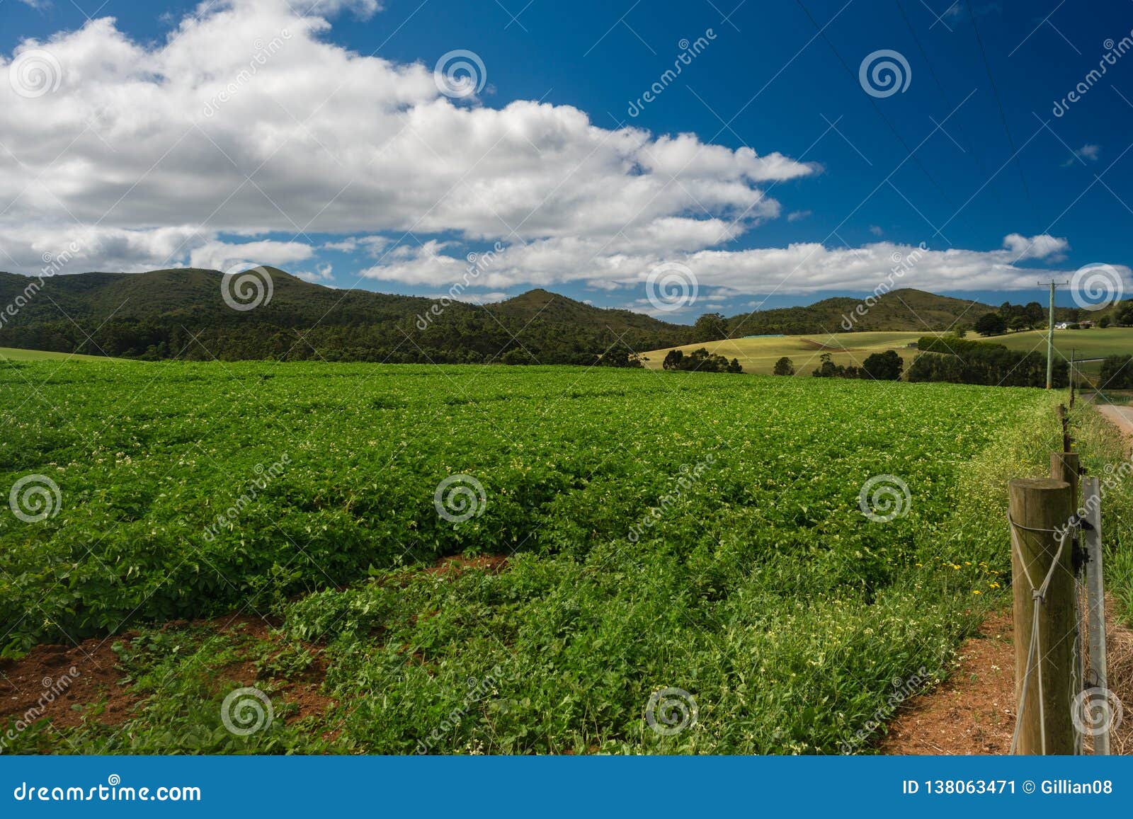 potato farm, strong summer crop, tasmania, australia