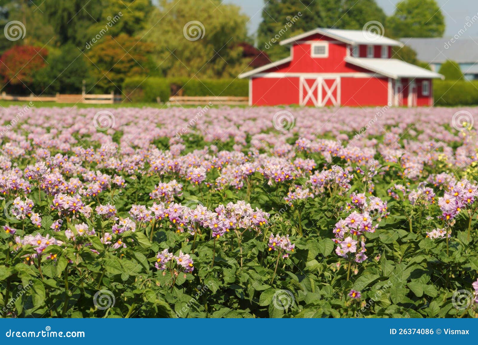 Potato Field with Blossoms stock photo. Image of crop 26374086