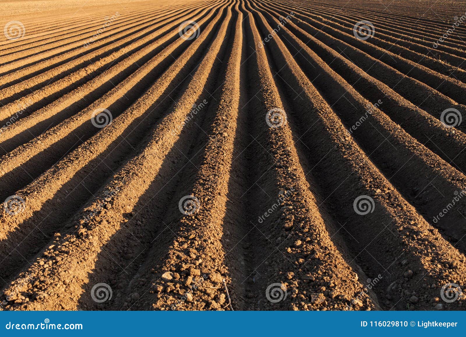 potato field in the early spring with the sowing rows running to