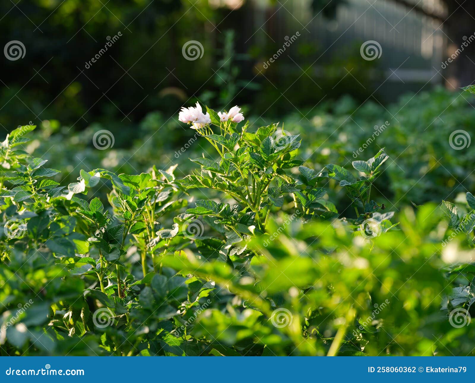 Potato Field with a Flowering Potato Plant in it Stock Photo Image of
