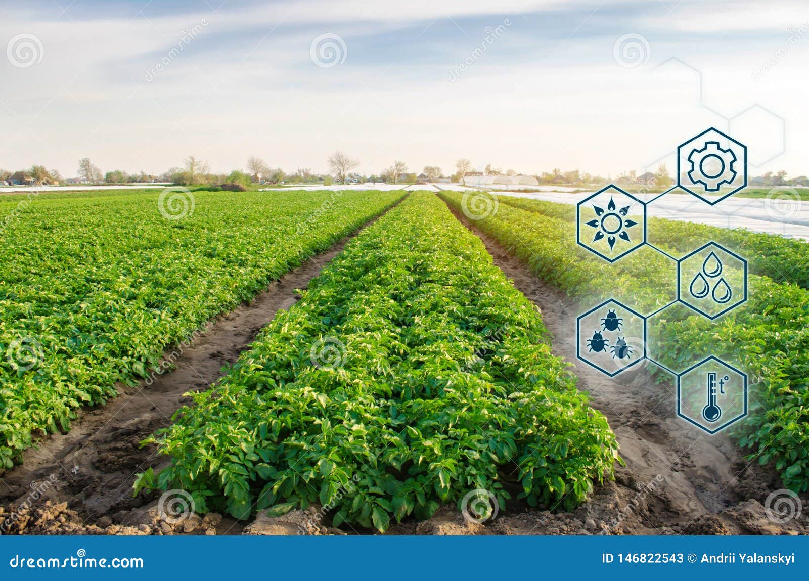 potato in the field. high technologies and innovations in agro-industry. study quality of soil and crop. scientific work and
