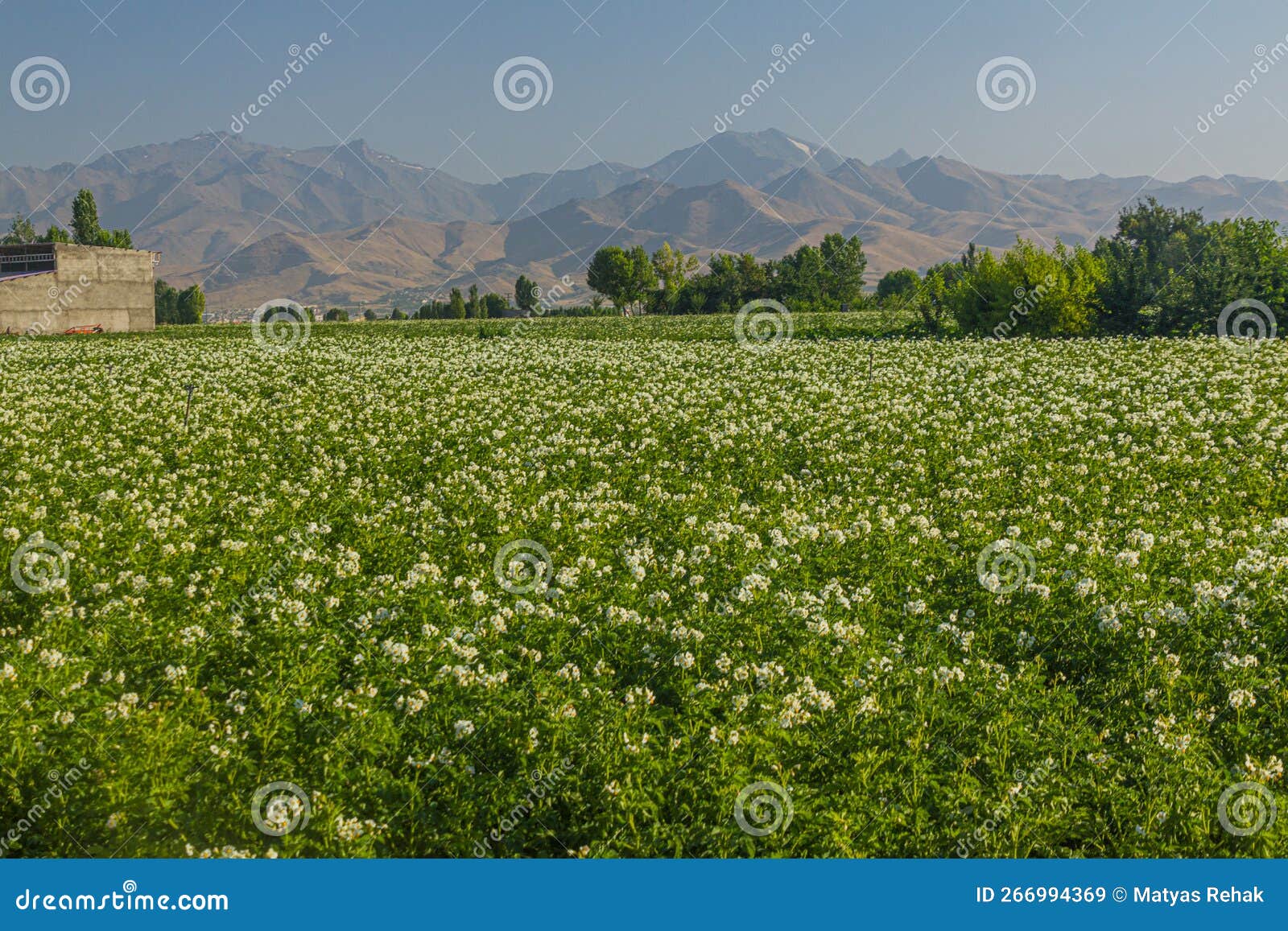 potato field near hamadan, ir