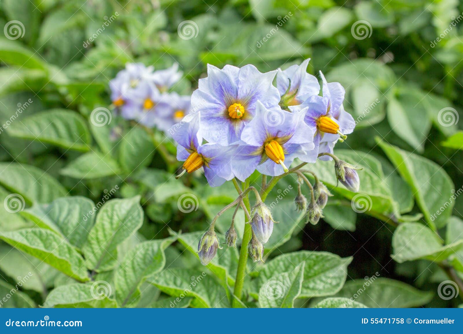 Potato flower stock photo. Image of battery, potatoes - 55471758