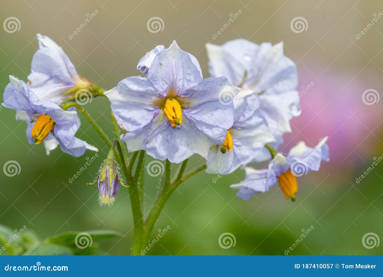 Potato flowers stock image. Image of colour, colored 187410057