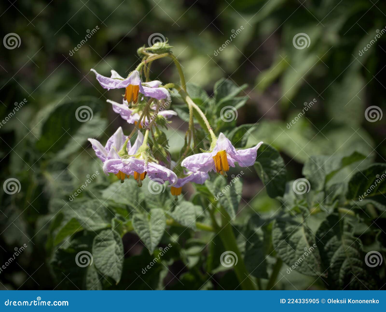Potato Flowers, Closeup. Inflorescence of White Potato Flowers Stock