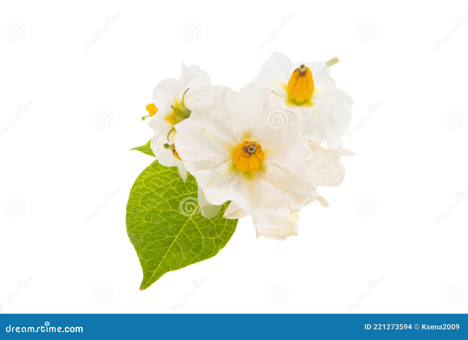 Potato flowers isolated stock photo. Image of blossom 221273594