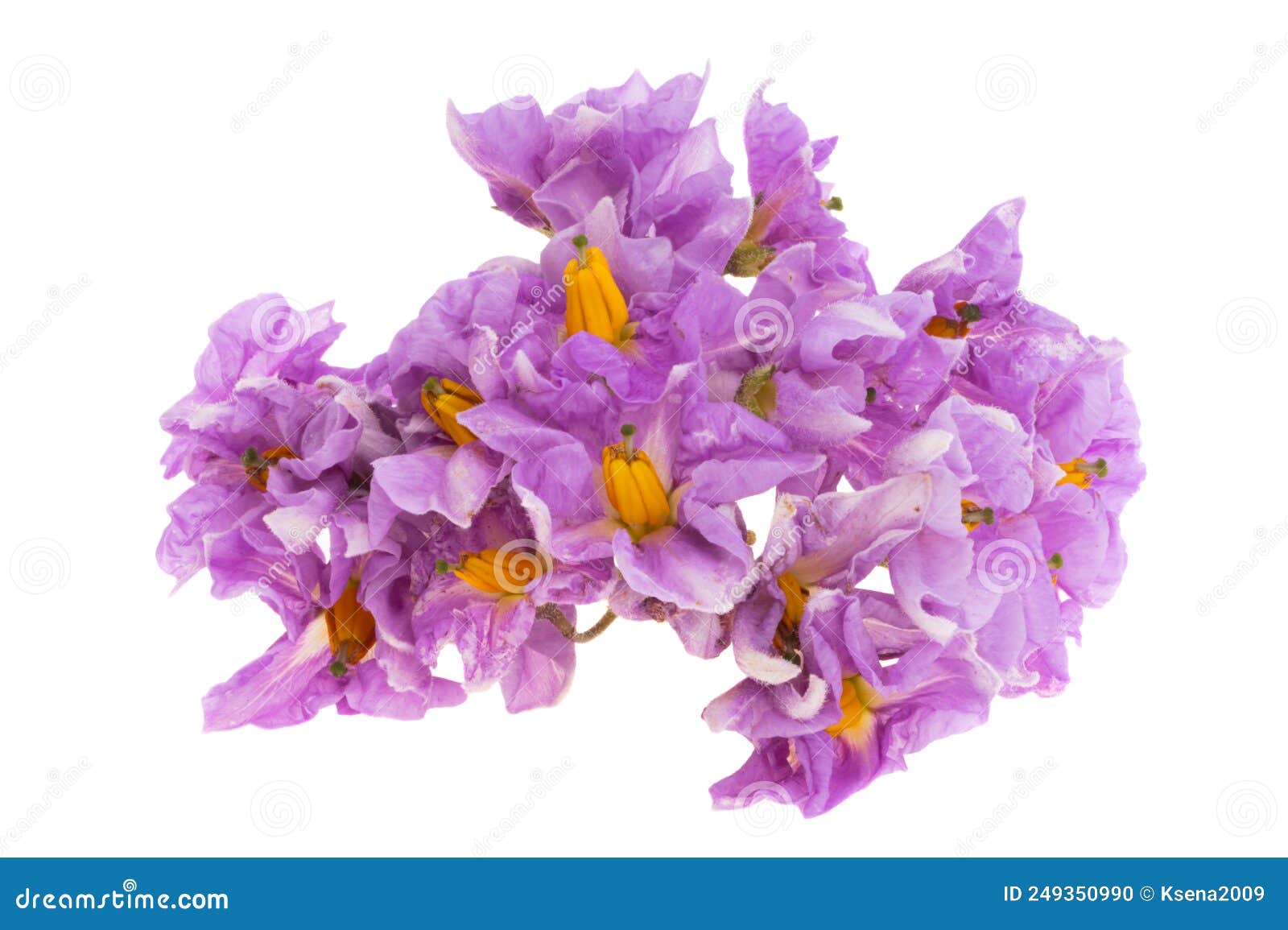 Potato flowers isolated stock photo. Image of cultivated 249350990