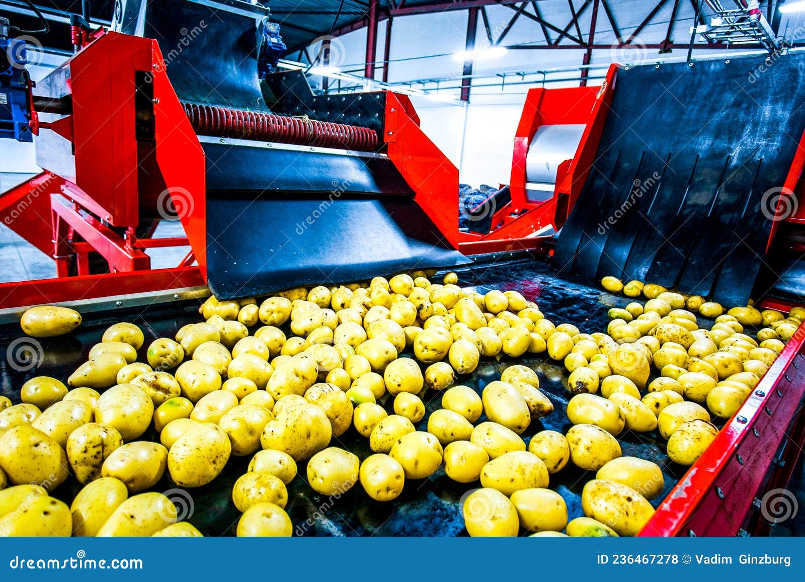 Potato on Food Factory. Sorting and Packing Machine Stock Photo Image