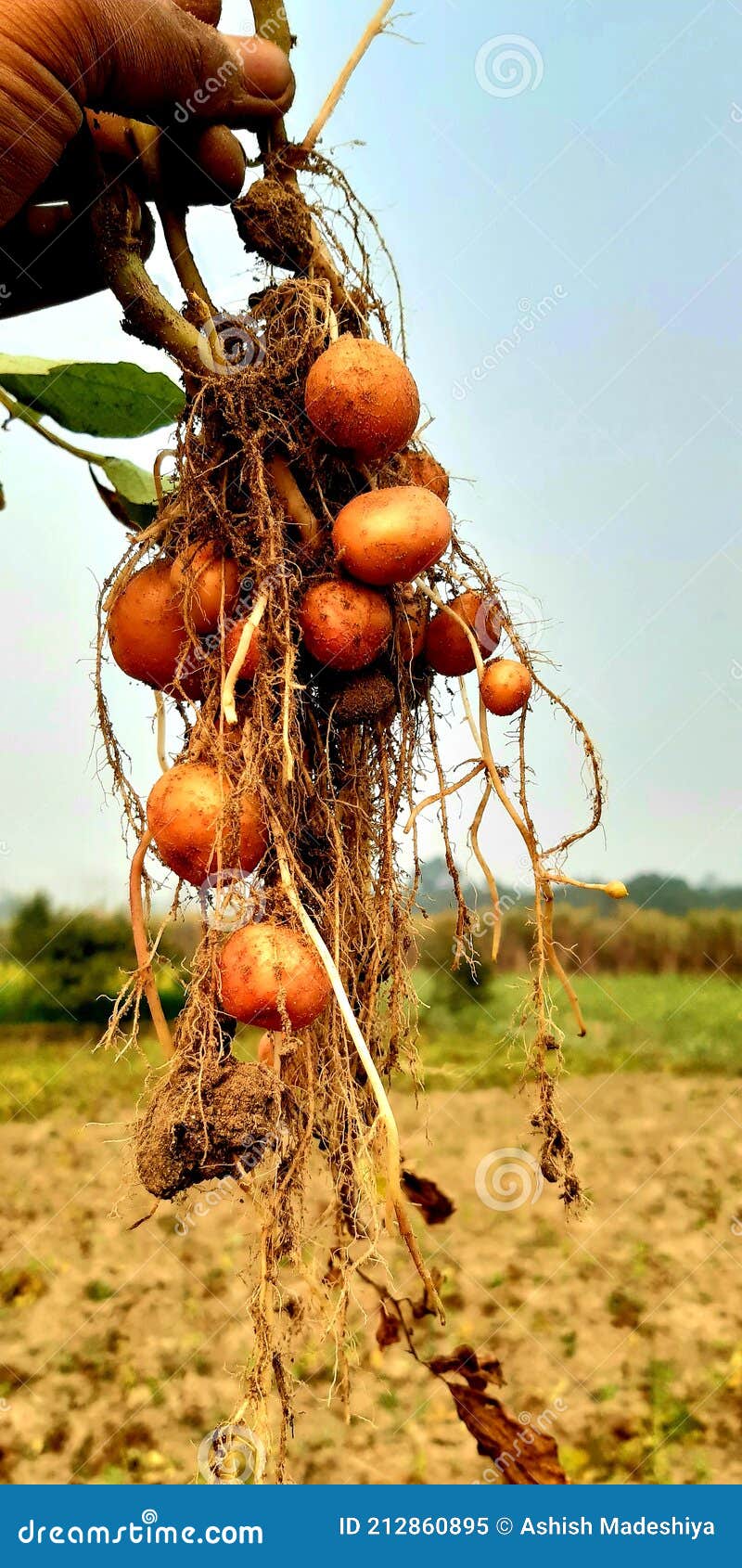 Potato stock image. Image of patato, bihar, potato 212860895