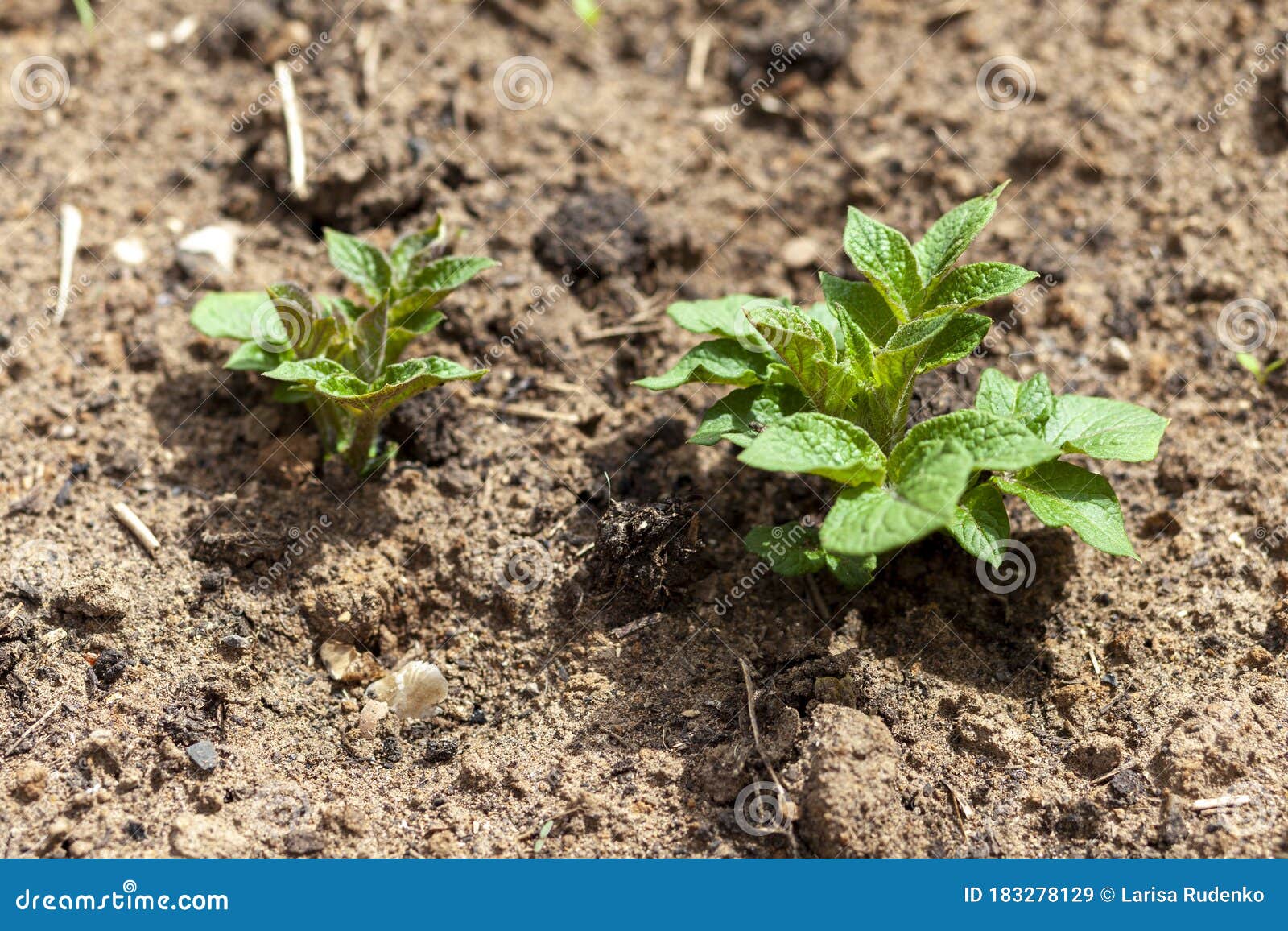 Potato. Green Potato Sprout in a Farmer`s Field Stock Image Image of life, growth 183278129