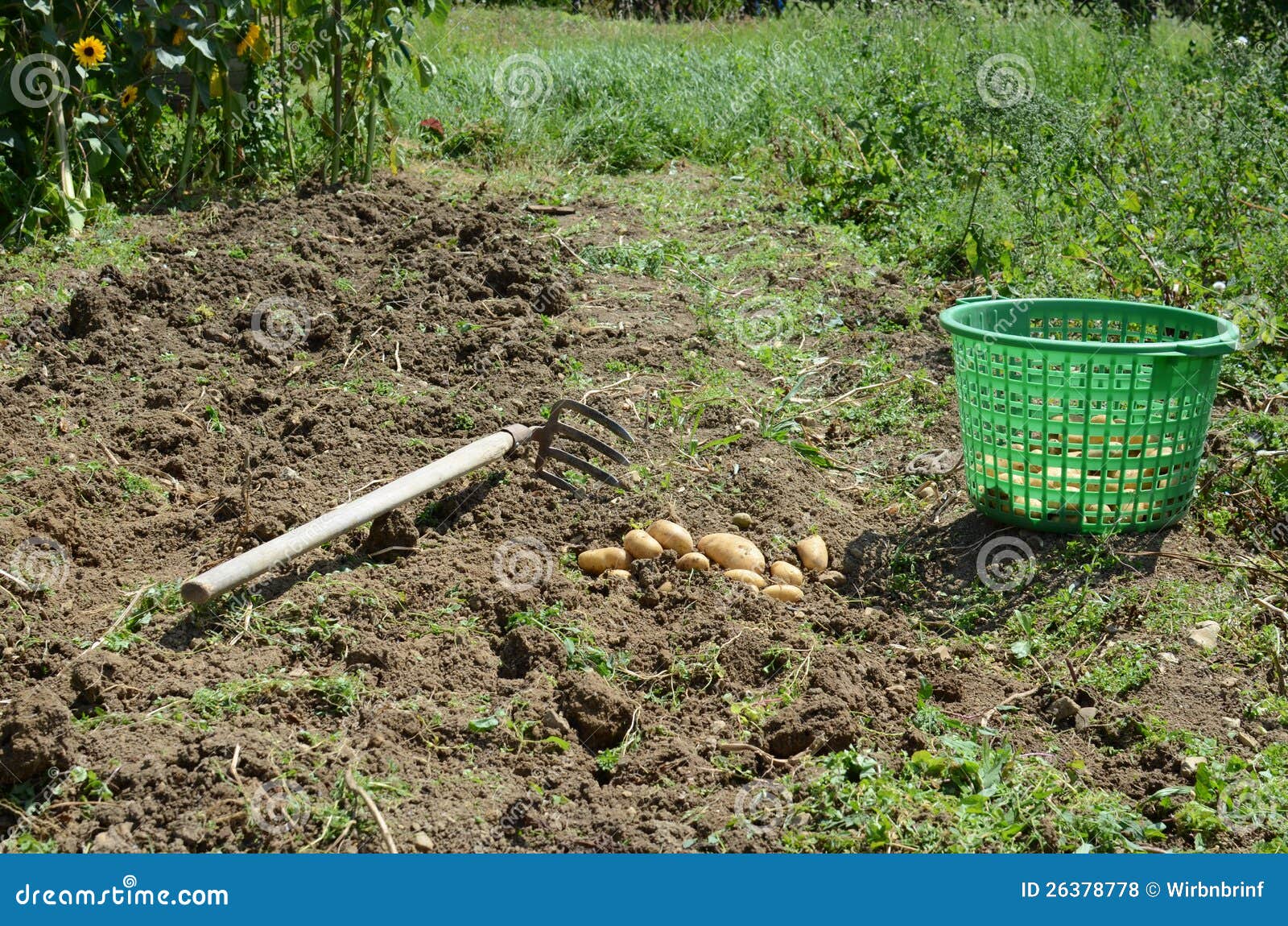 Potato harvest stock photo. Image of time, potatoes, harvesting 26378778
