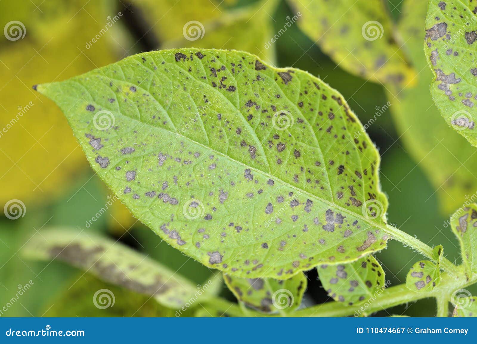 Potato Leaf Blight Fungal Disease Stock Image Image Of Disease Potatoes Potato Leaf Blight Fungal Disease Stock Image Image Of Disease Potatoes