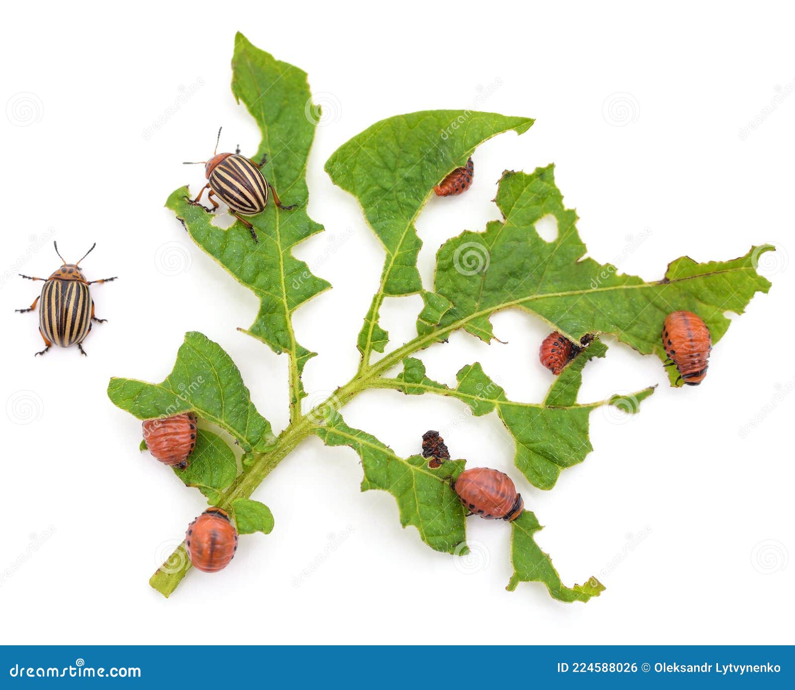 Potato Leaf Eaten by Beetles Stock Photo Image of agriculture, field