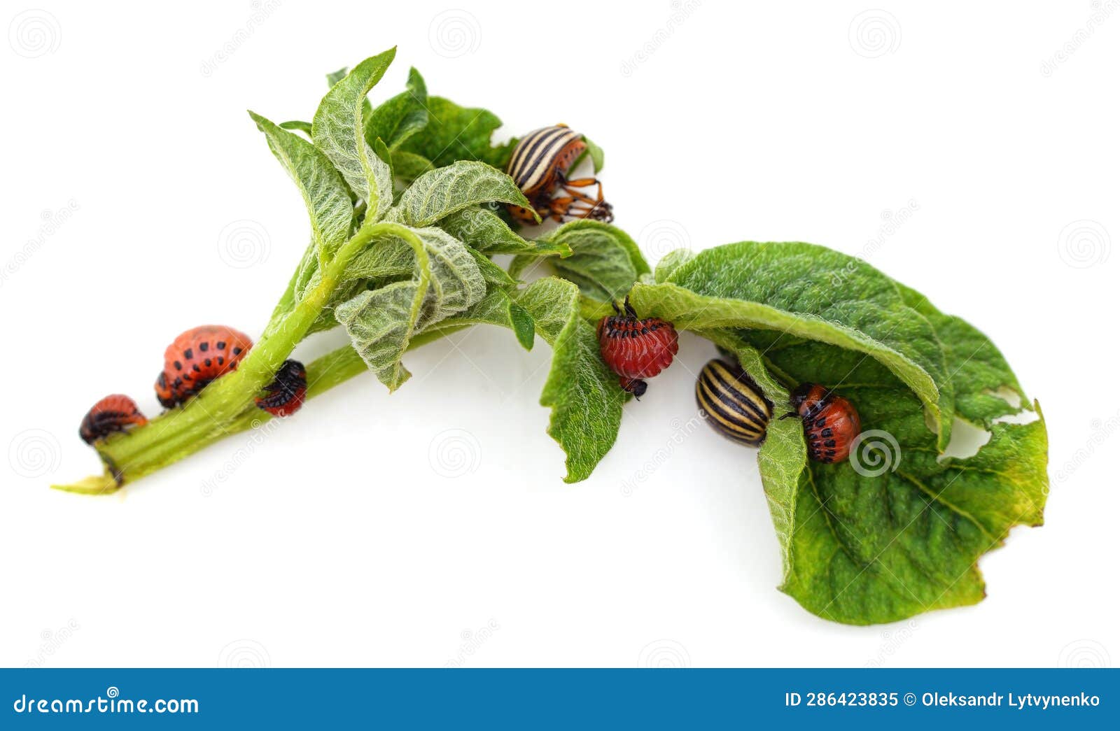 Potato Leaf Eaten by Beetles Stock Image Image of summer, farm 286423835