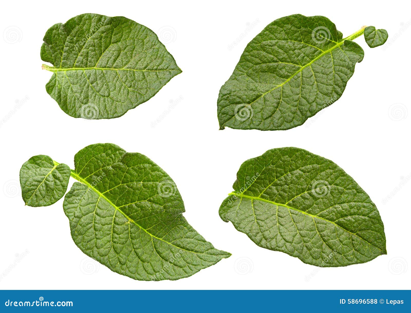 Potato leaf set isolated stock photo. Image of organic 58696588