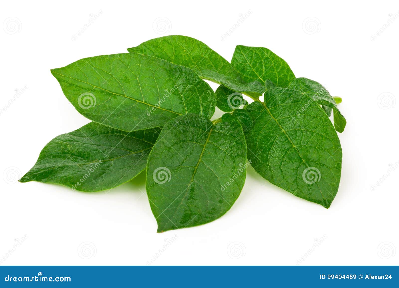 Potato leaf stock image. Image of plant, growth, sprout 99404489