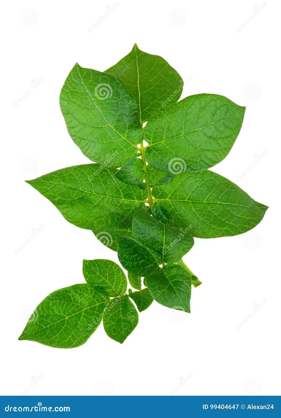 Potato leaf stock image. Image of white, tuber, food 99404647