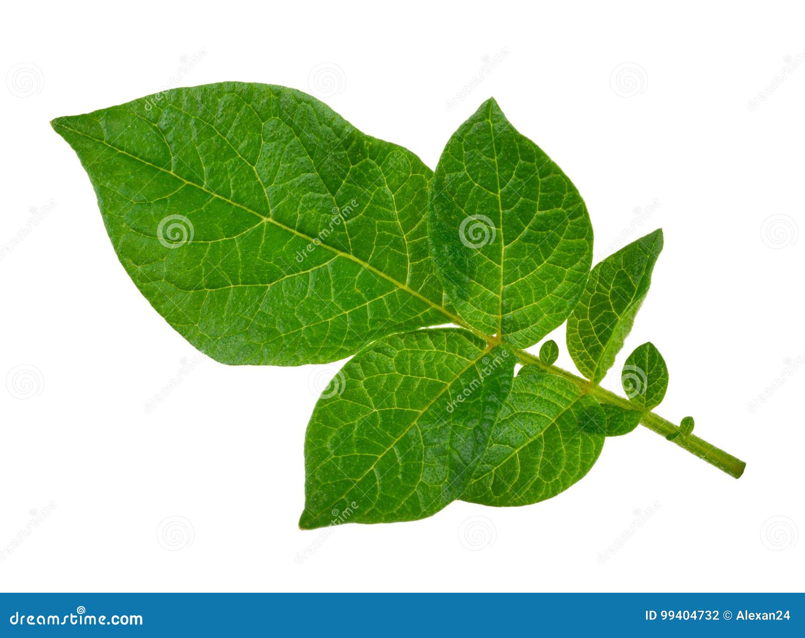 Potato leaf stock photo. Image of organic, healthy, edible 99404732