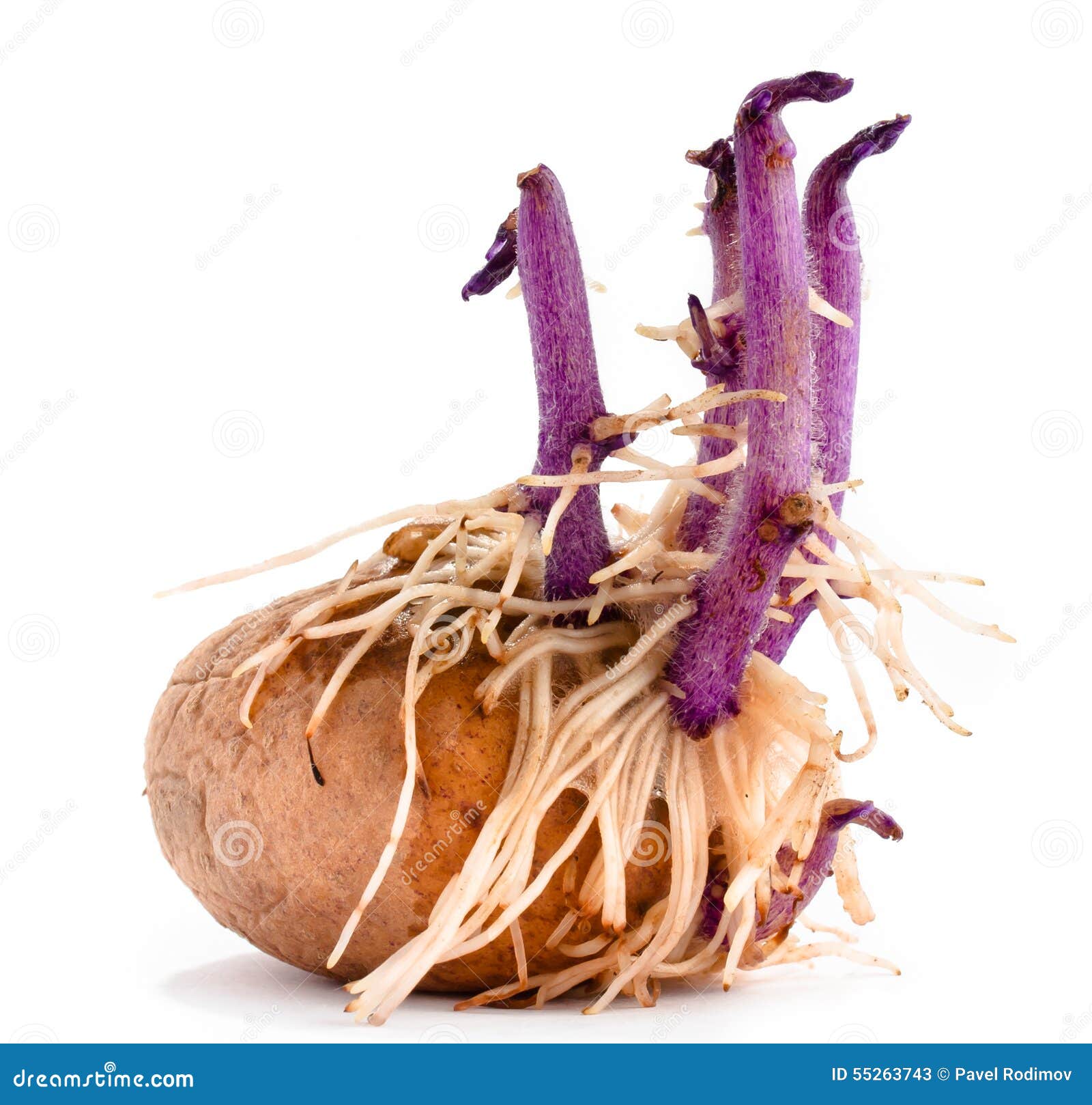 Potato With Lilac Sprouts And Roots Stock Image - Image of Potato With Lilac Sprouts And Roots Stock Image - Image of