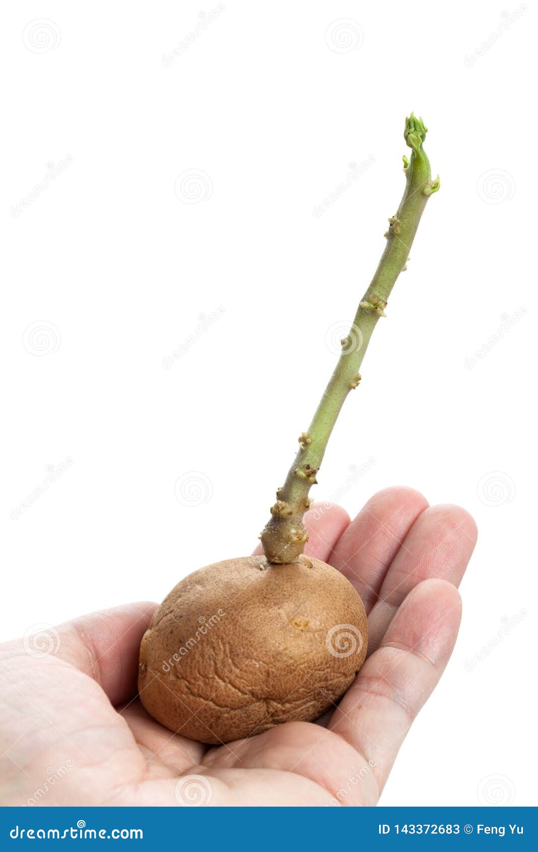 Potato Bud close up stock image. Image of hand, life 143372683