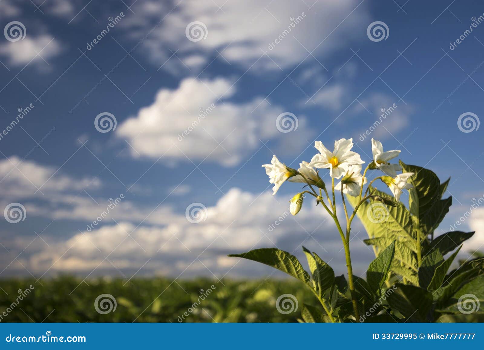 potato plant flowers on sunny day, midwest, usa