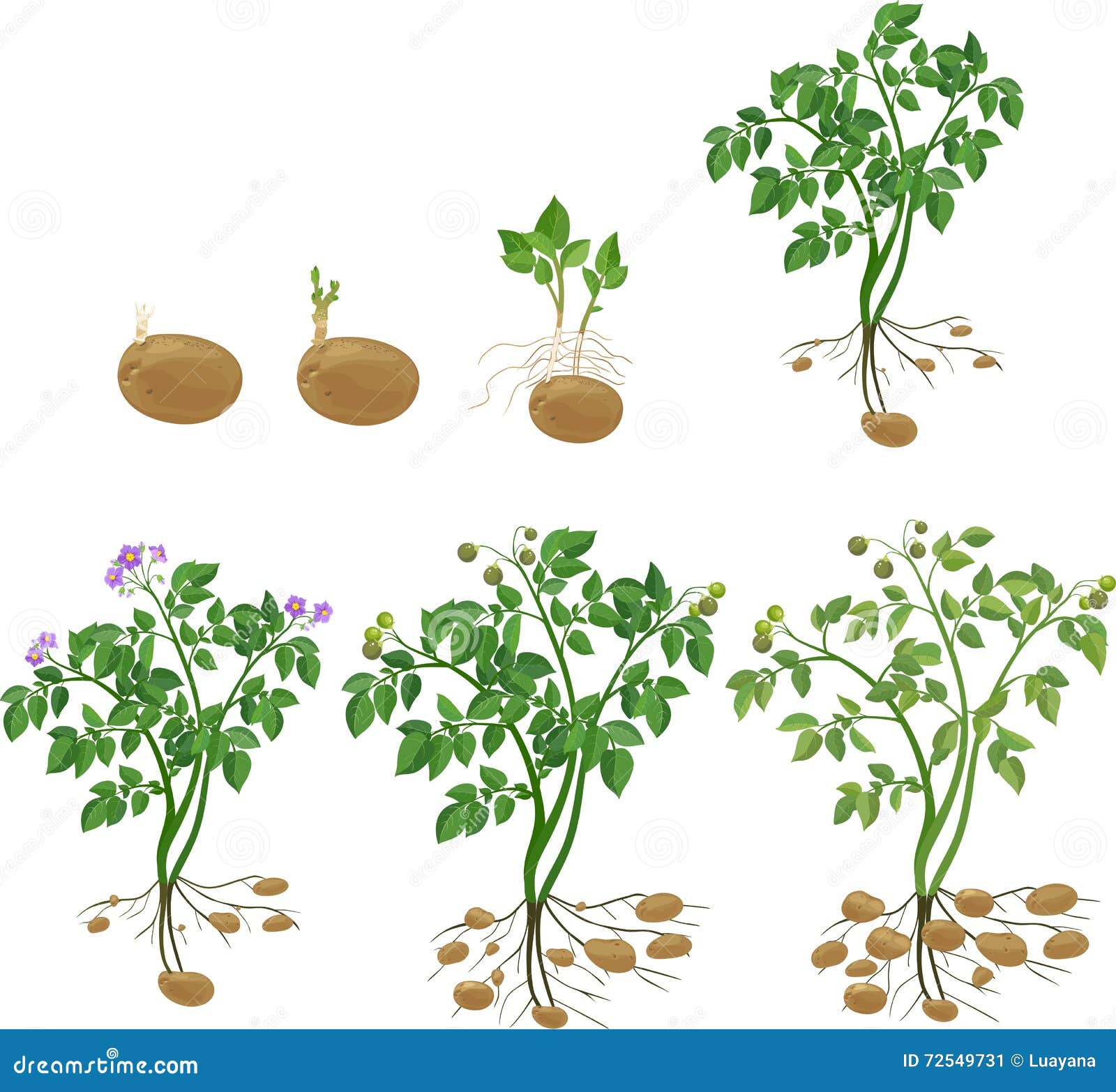 Potato Plant With Leaves And Roots Vector Illustration CartoonDealer