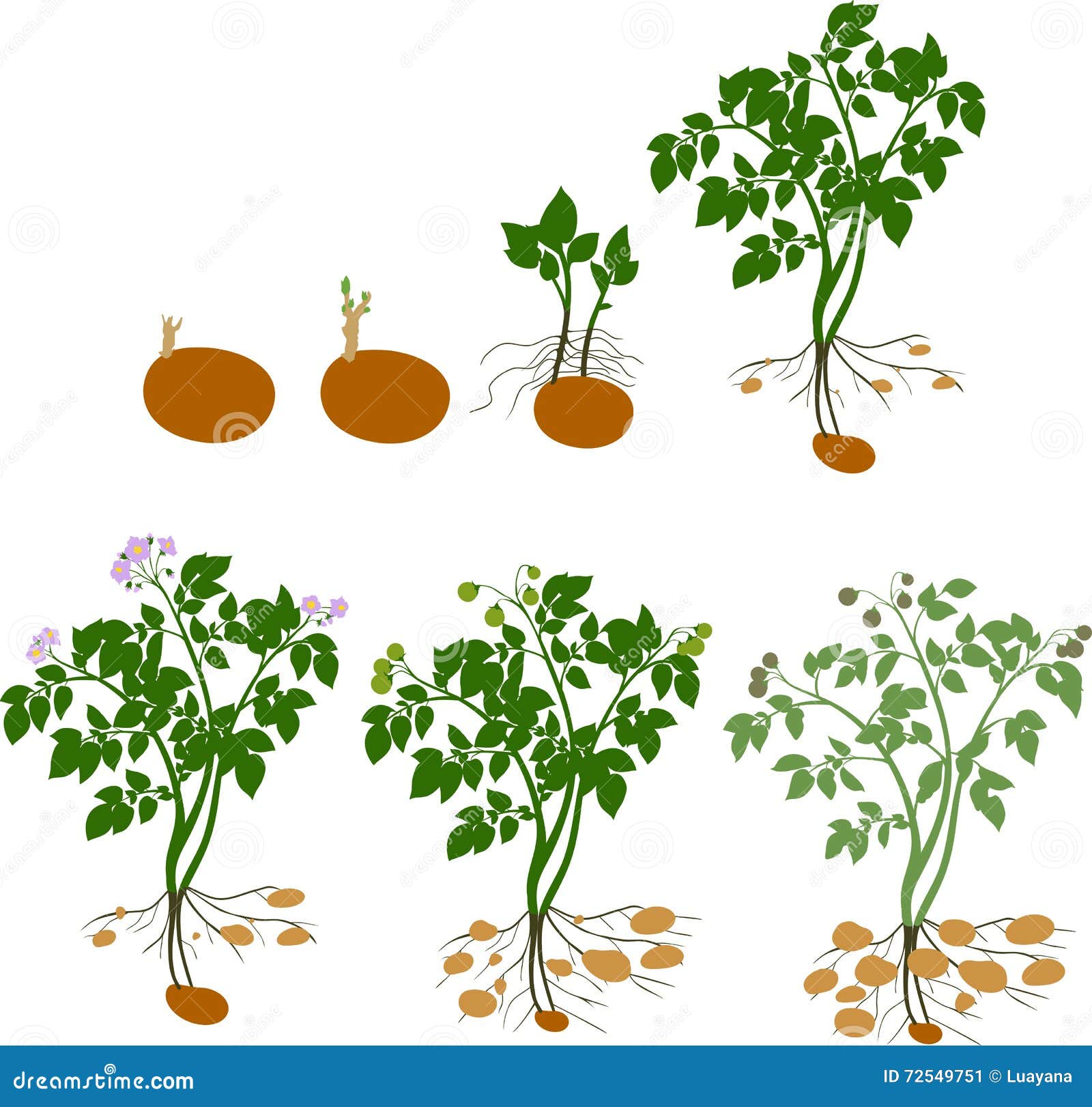 Potato Plant Growth Cycle Stock Illustrations 63 Potato Plant Growth Cycle Stock Illustrations Vectors Clipart Dreamstime Potato Plant Growth Cycle Stock Illustrations 63 Potato Plant Growth Cycle Stock Illustrations Vectors Clipart Dreamstime