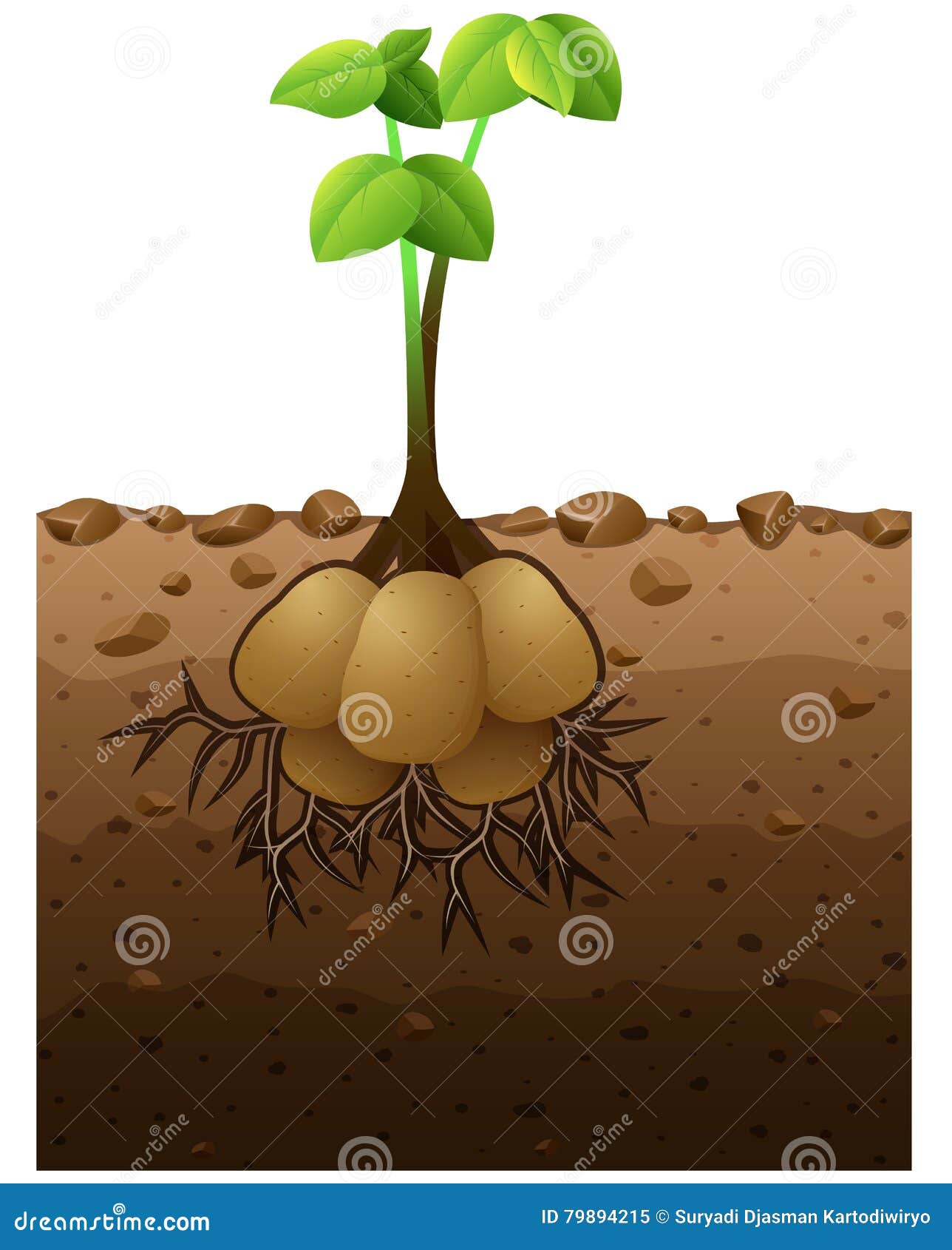 Potato Plant with Roots Underground Illustration Stock Vector Illustration of planting