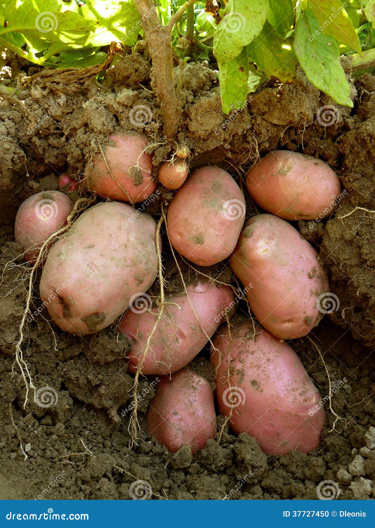 potato plant with tubers