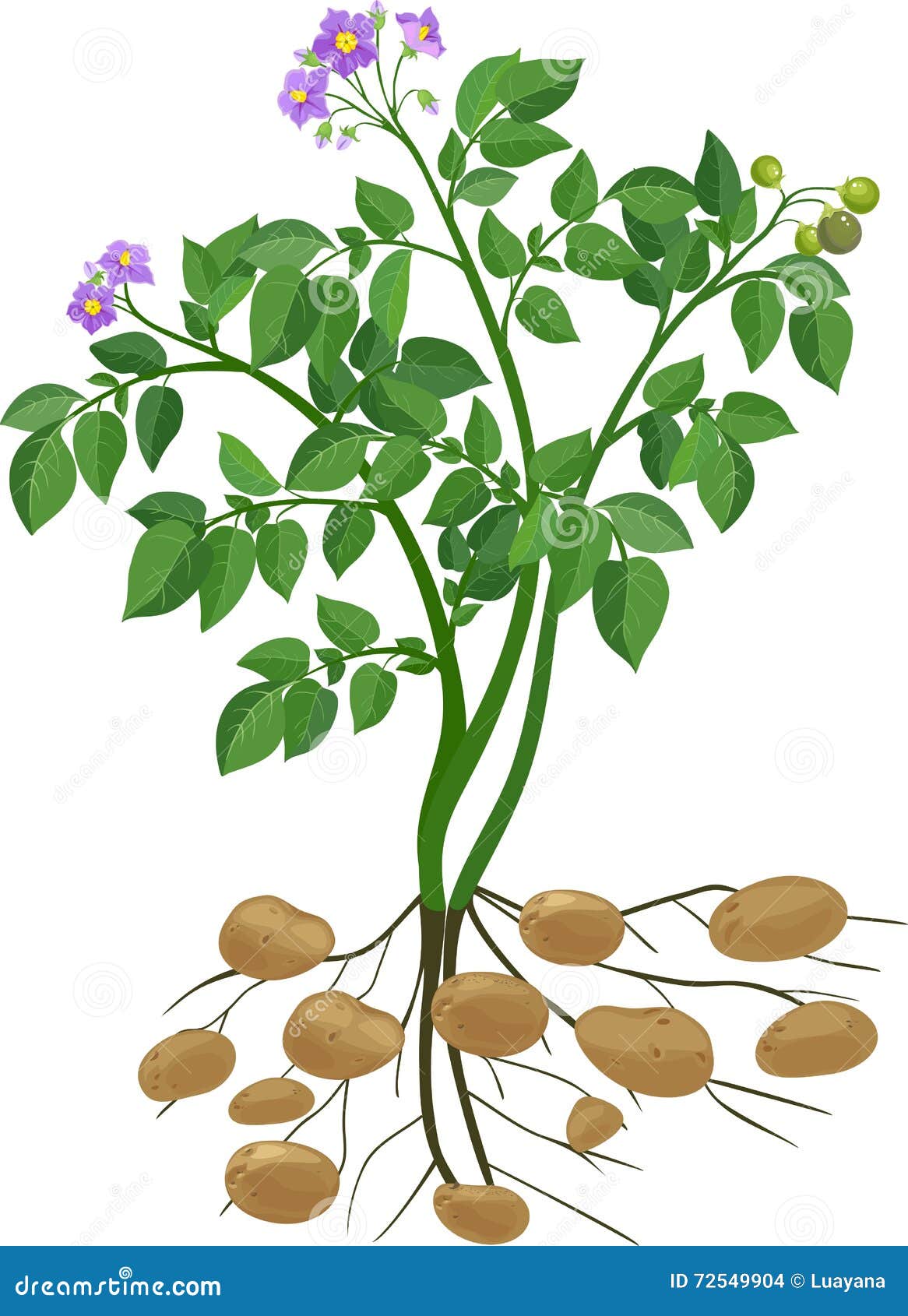 Potato Cultivation Flat Horizontal Banners With Agricultural Machinery