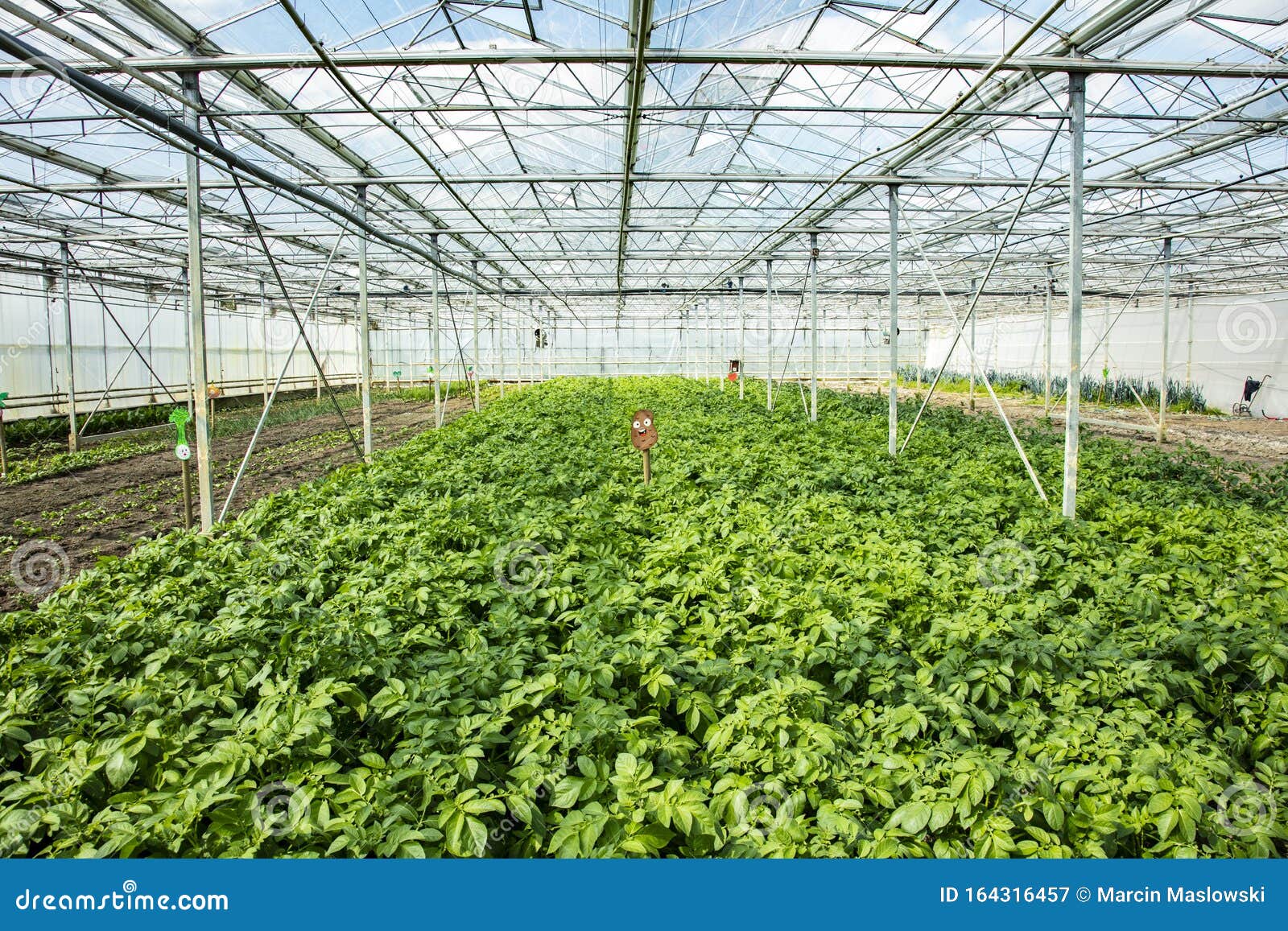 Potato Plantation in a Greenhouse, an Artificial Ecosystem for Increasing Production Stock Image
