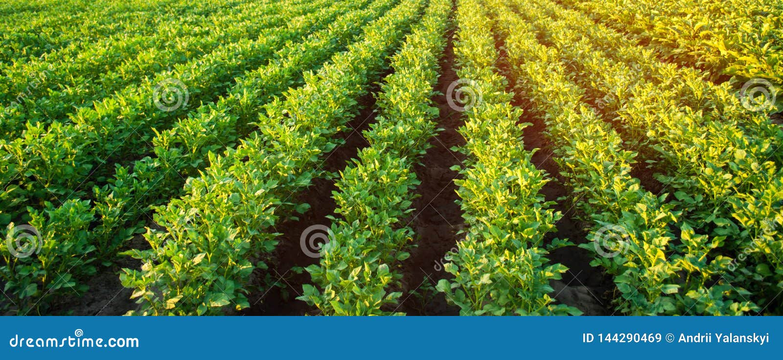 potato plantations grow in the field. vegetable rows. farming, agriculture. landscape with agricultural land. crops. banner