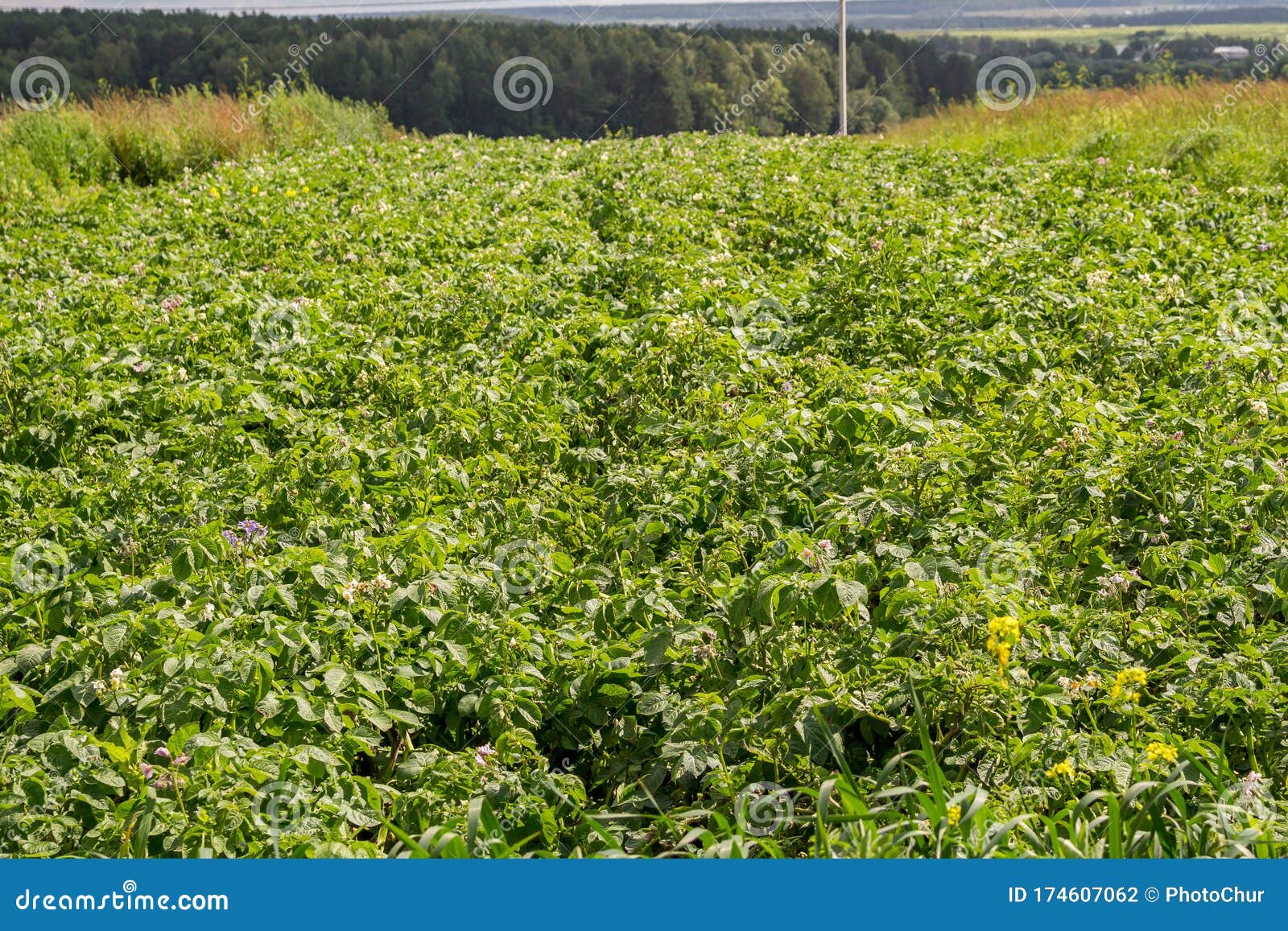 Potato Planting, Green Potato Bushes Stock Photo Image of fresh