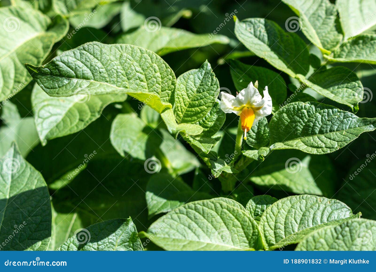 Potato Plants with Blossoms in a Closeup in the Garden Stock Photo
