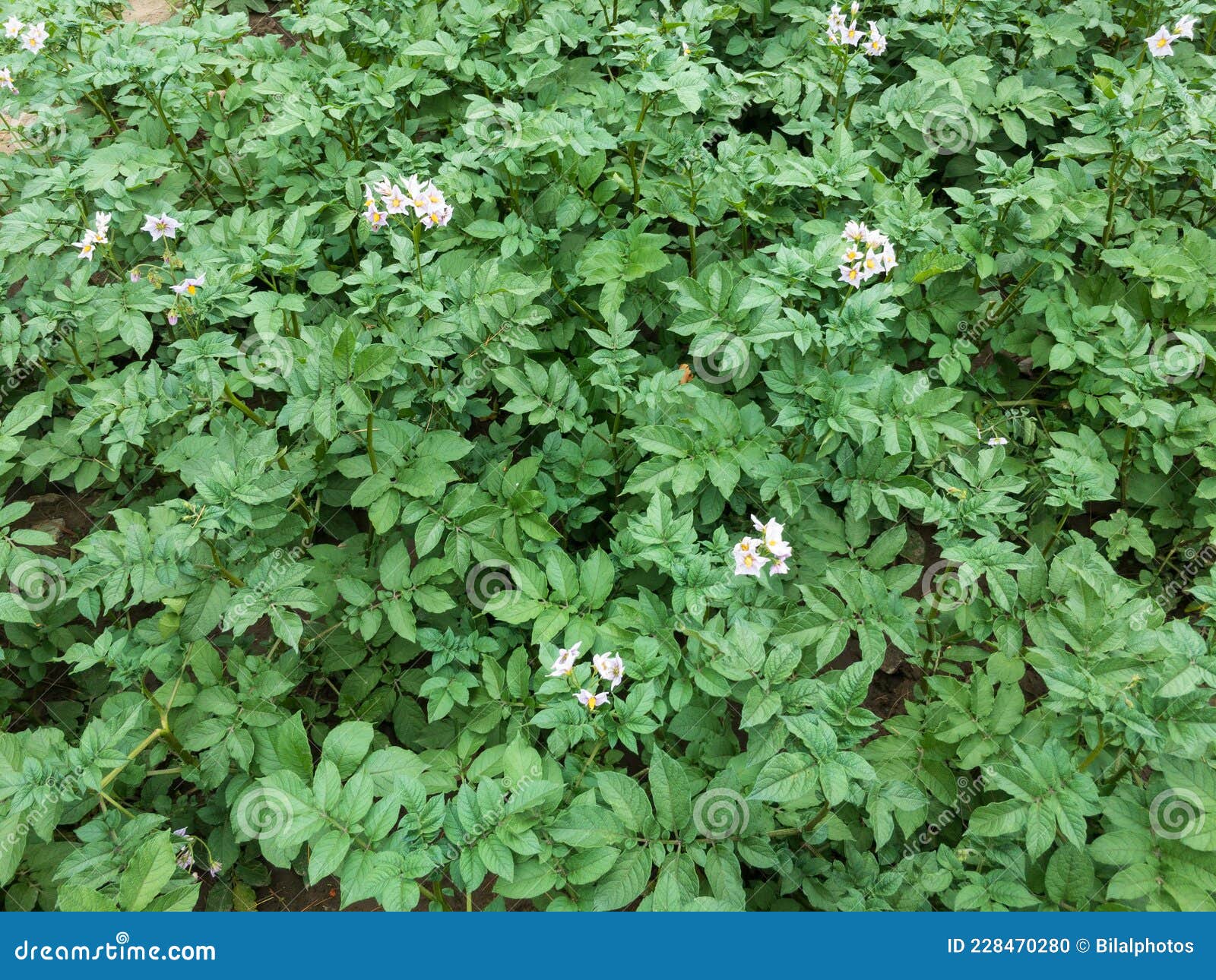Potato Plants Growing Healthy in the Fields Stock Photo Image of
