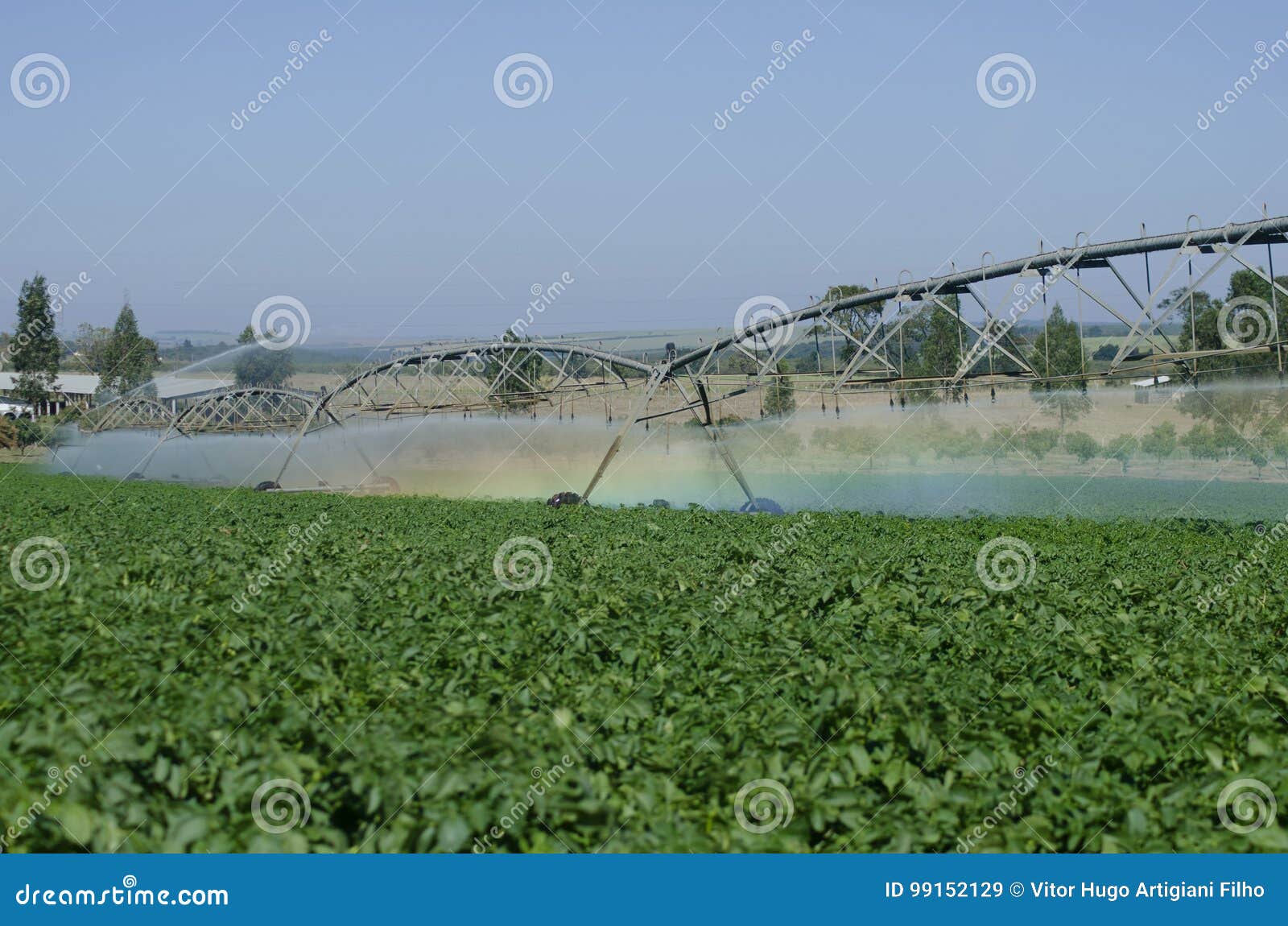 potato production on irrigation by pivot center