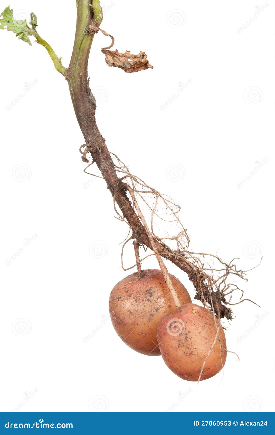 The Potato Is A Root Vegetable, A Starchy Tuber Of The Plant Solanum