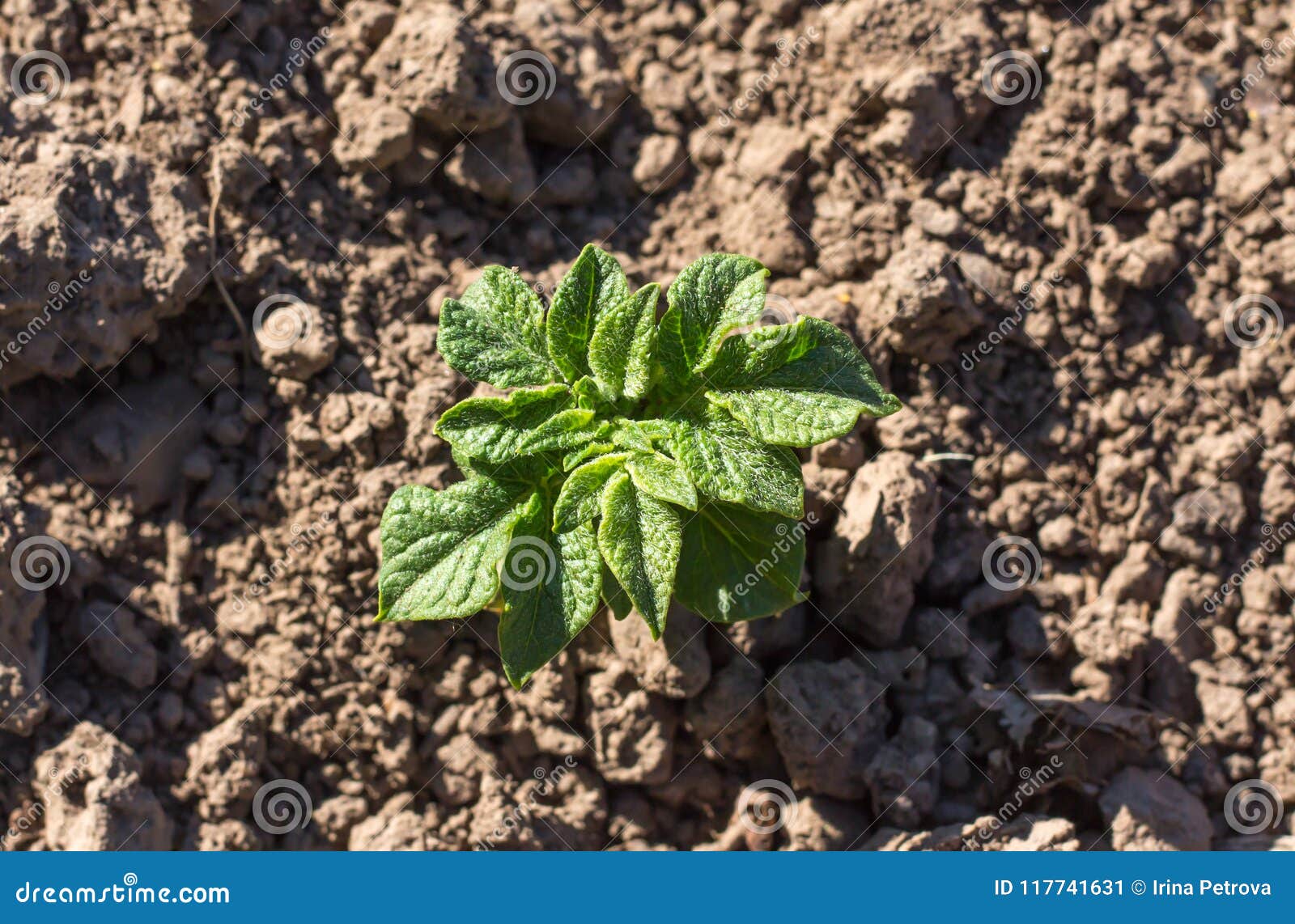 Potato Sprout Growing in the Ground Stock Image Image of cultivated