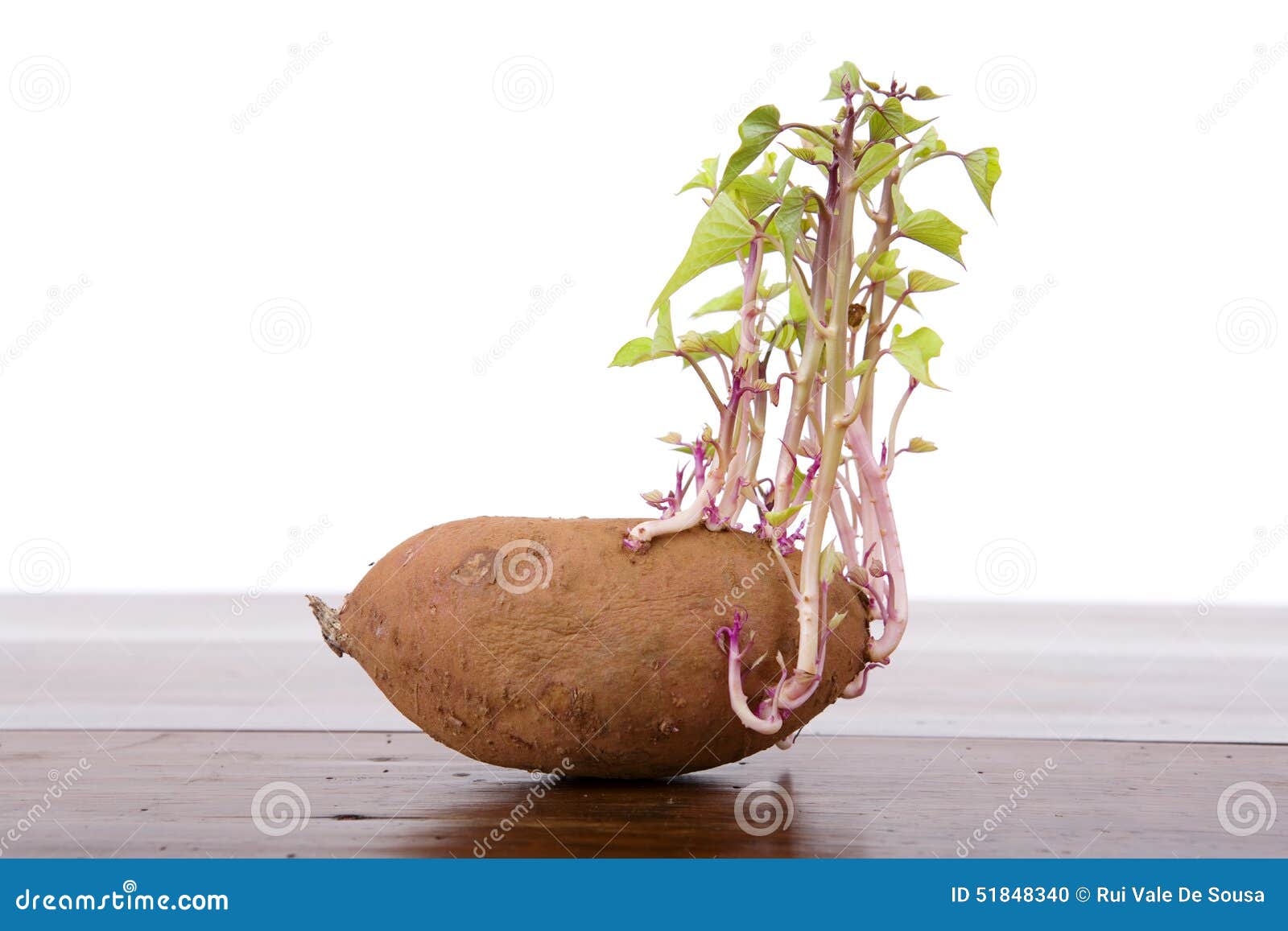 potato sprouting kitchen table 51848340