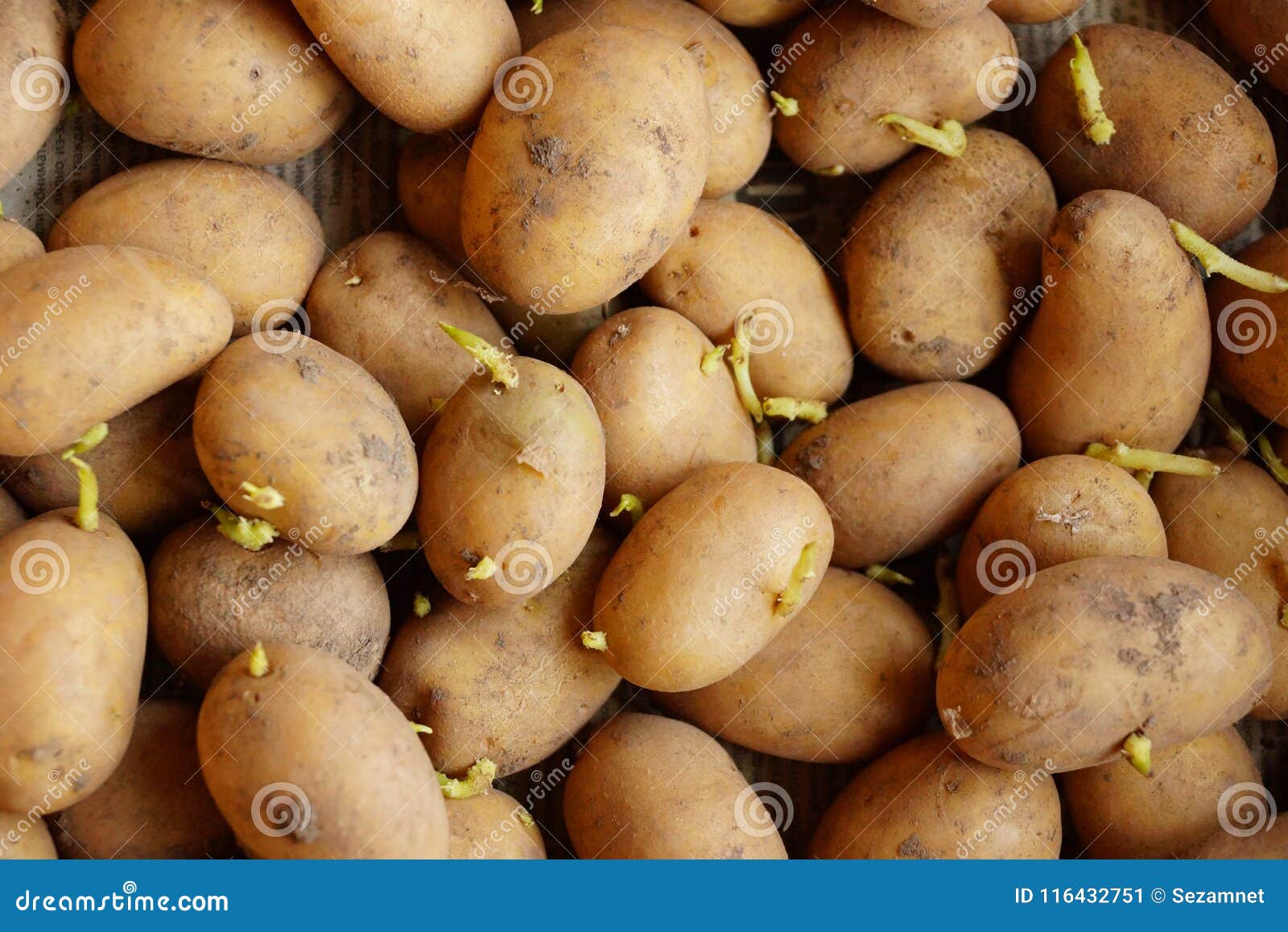 Potato Sprouts For Planting Germinated Stock Image Image Of Spring Agriculture Potato Sprouts For Planting Germinated Stock Image Image Of Spring Agriculture