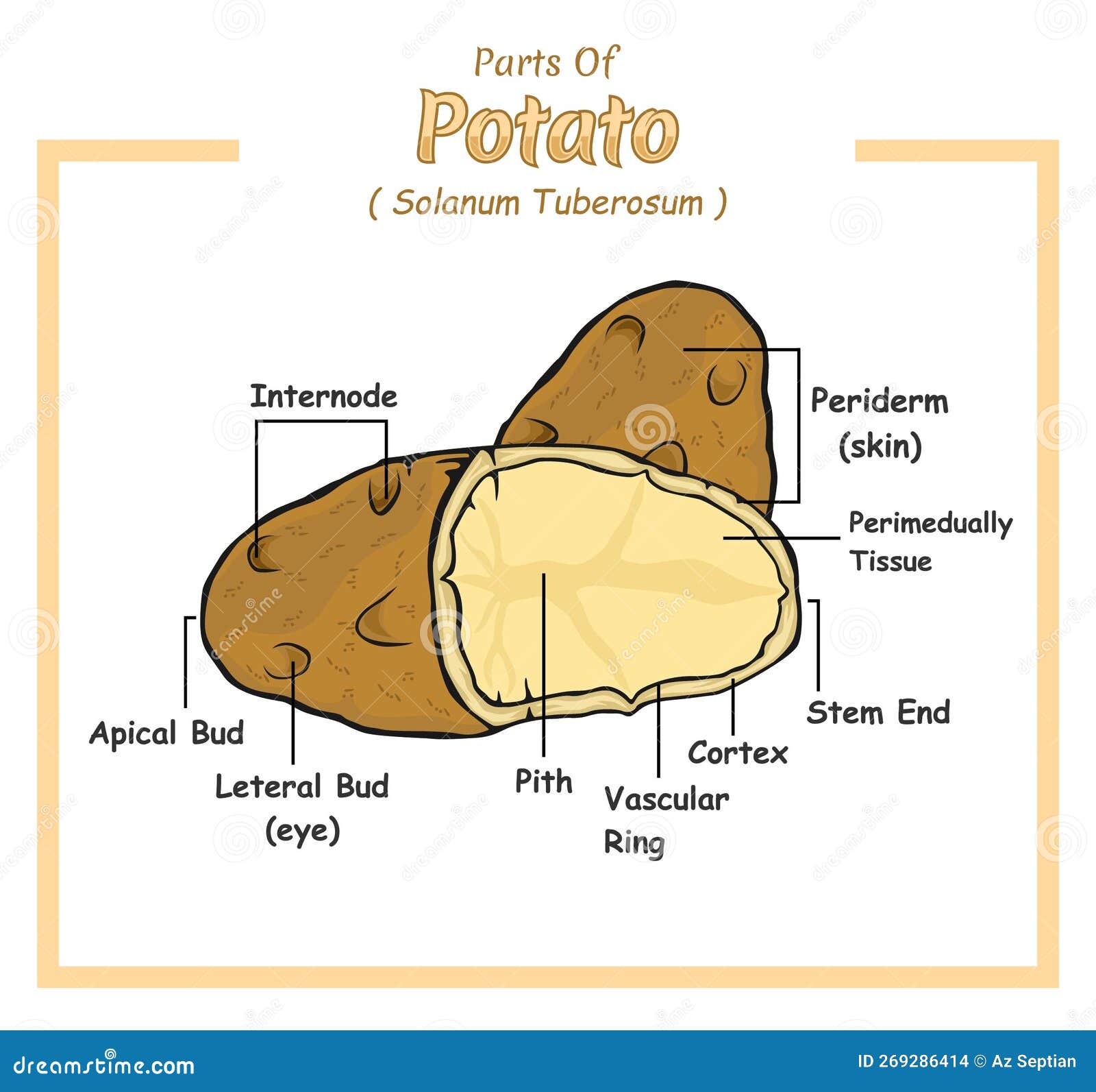 Potato structure vector illustration stock vector illustration of
