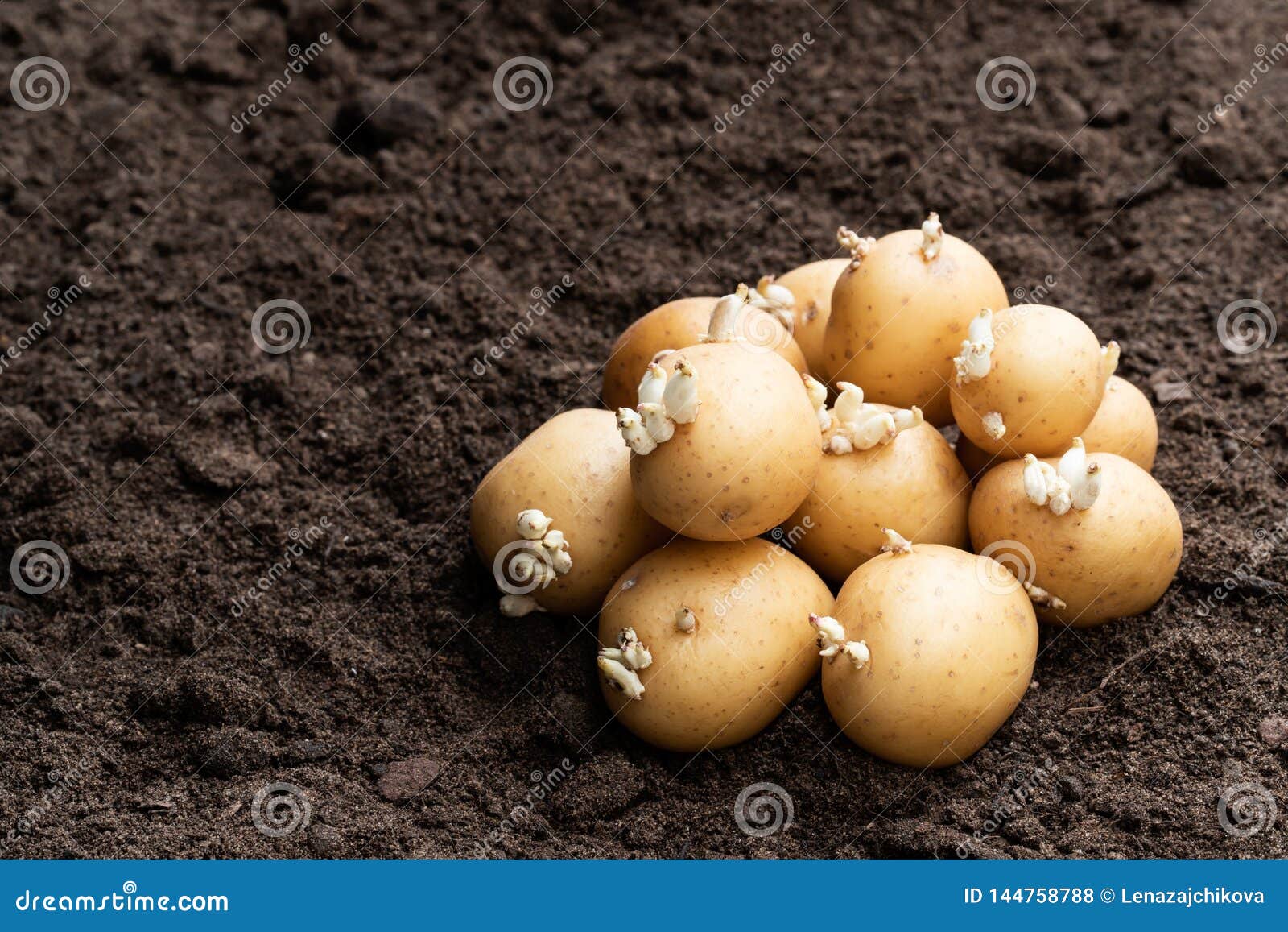 potato tubers grond planten