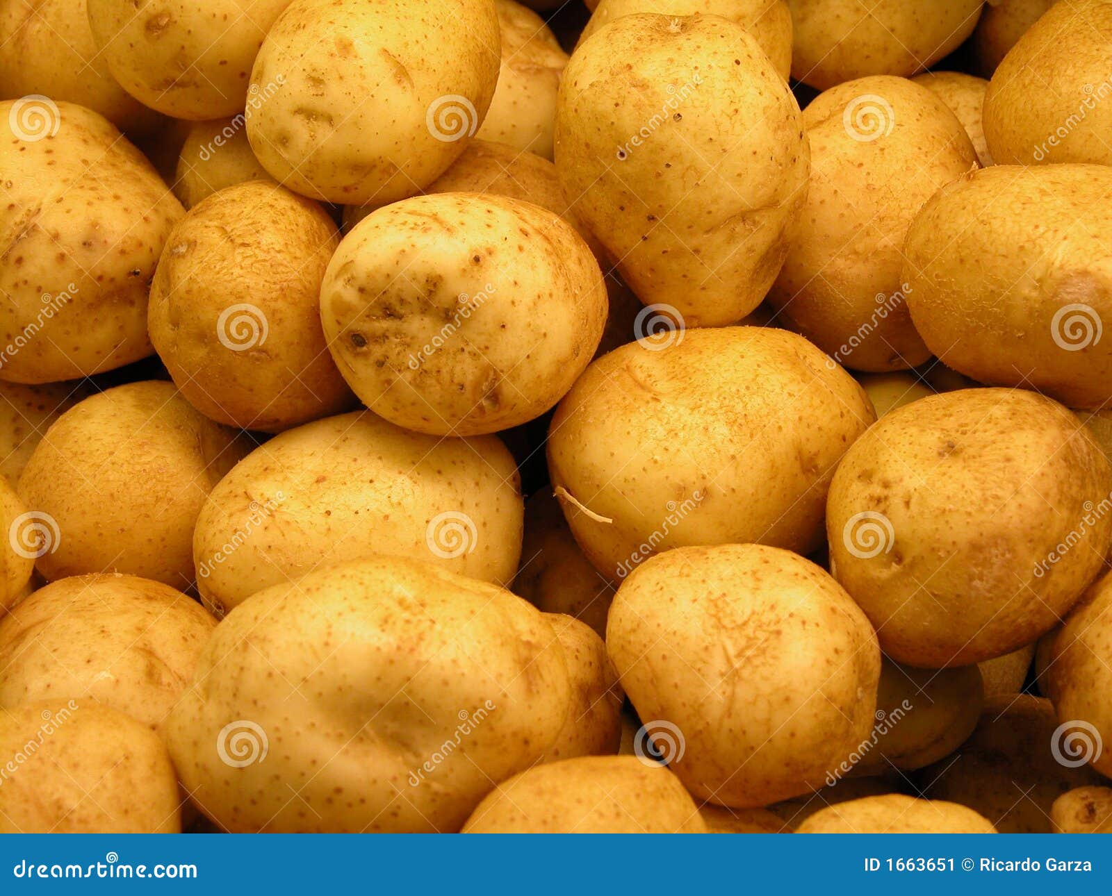 Sprouting Russet Stock Photos Free & RoyaltyFree Stock Photos from