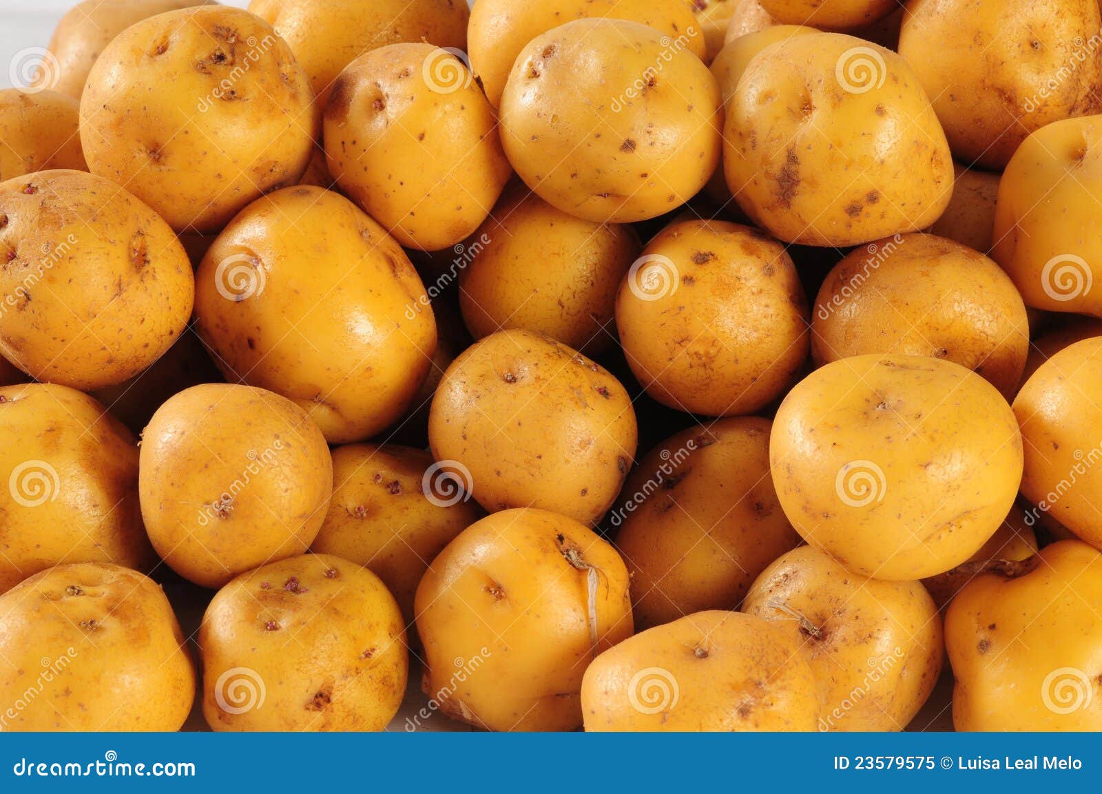 Potatoes. stock image. Image of ripe, small, organic 23579575