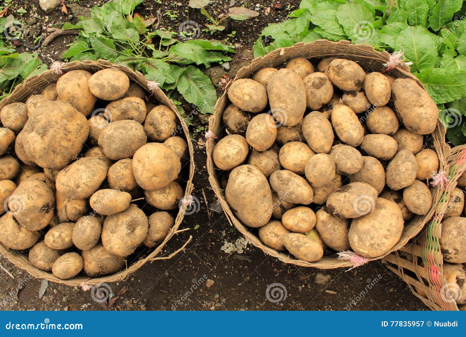 Potatoes in basket stock image. Image of basket, rural 77835957