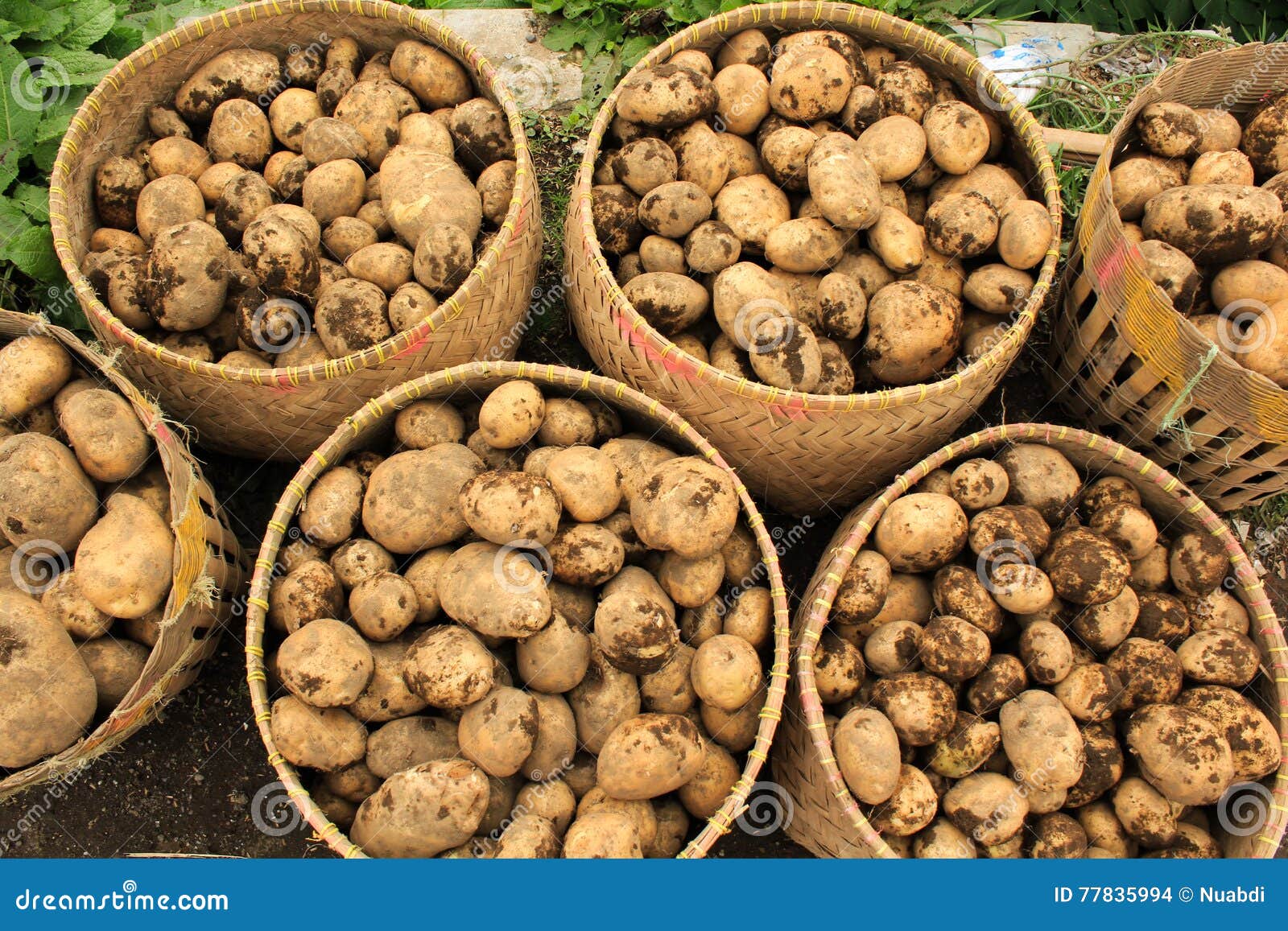 Potatoes in baskets stock photo. Image of field, landscape 77835994