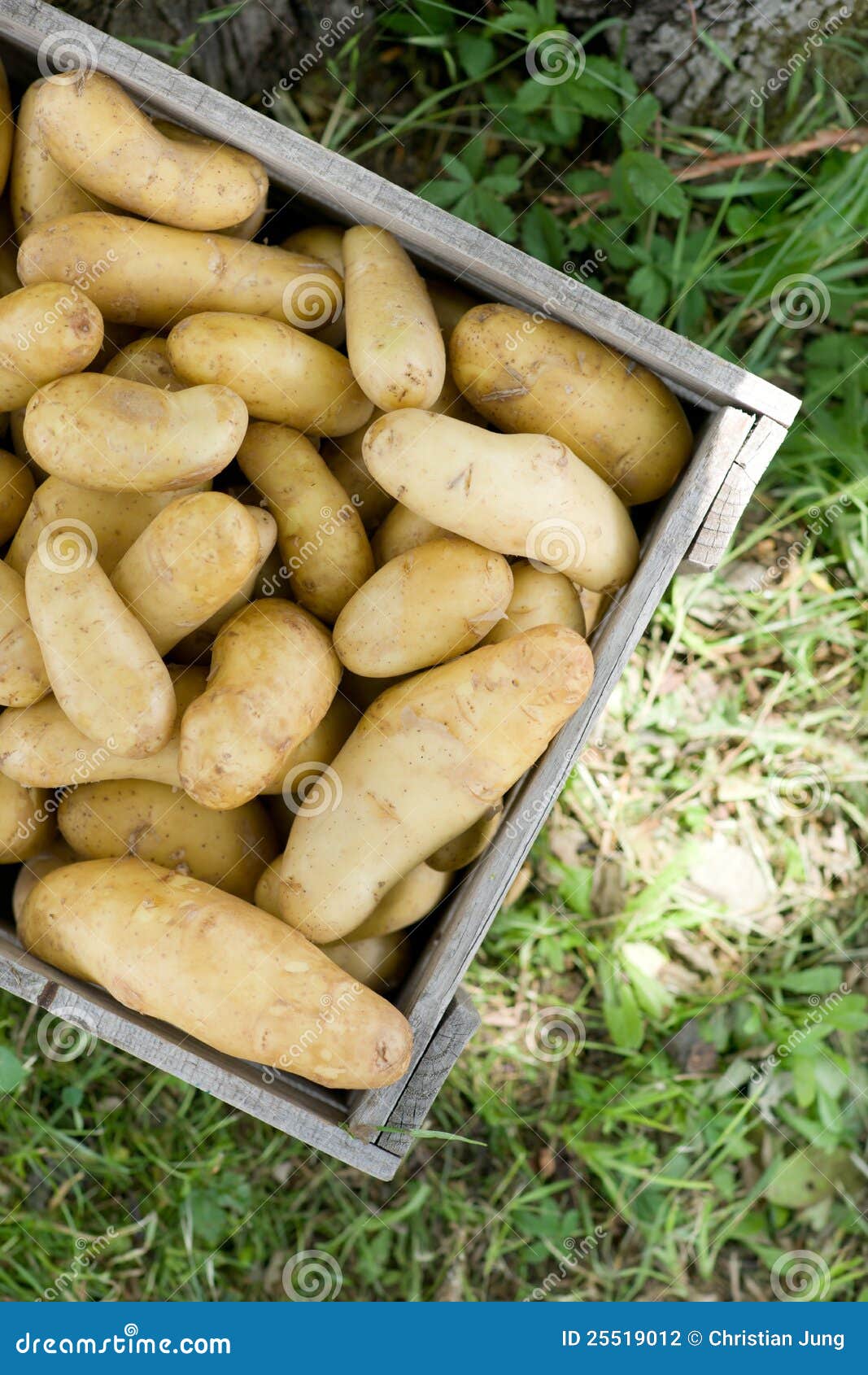 Potatoes in a box stock photo. Image of nutrition, food 25519012
