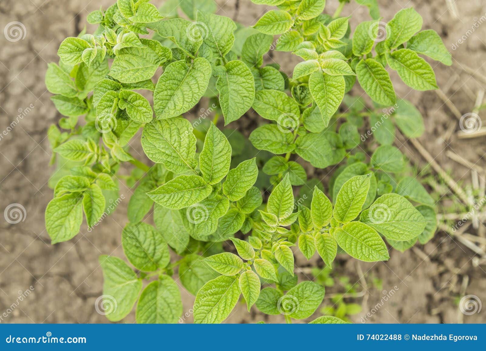 Potatoes bush. leaves. stock photo. Image of bloom, culture 74022488